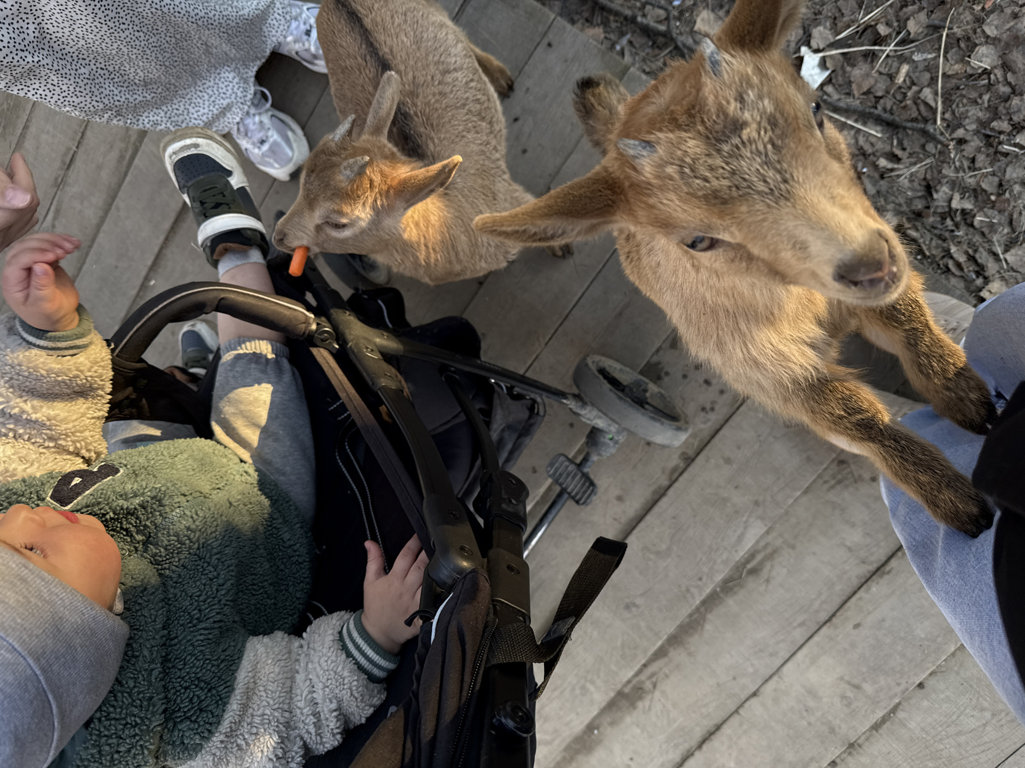 The scene depicts a baby in a stroller being approached by two young goats. The baby is wearing a gray hat, a green and white fleece jacket, and gray pants. One of the goats is eating a carrot held by someone near the stroller, while the other is facing the camera. A person in a white patterned dress and another in blue jeans stand near the stroller and goats. The scene takes place on a wooden deck, with some leaves and debris visible in the background. Based on the prompt instructions, it is stated that the setting is in the city of Yekaterinburg, Russia.