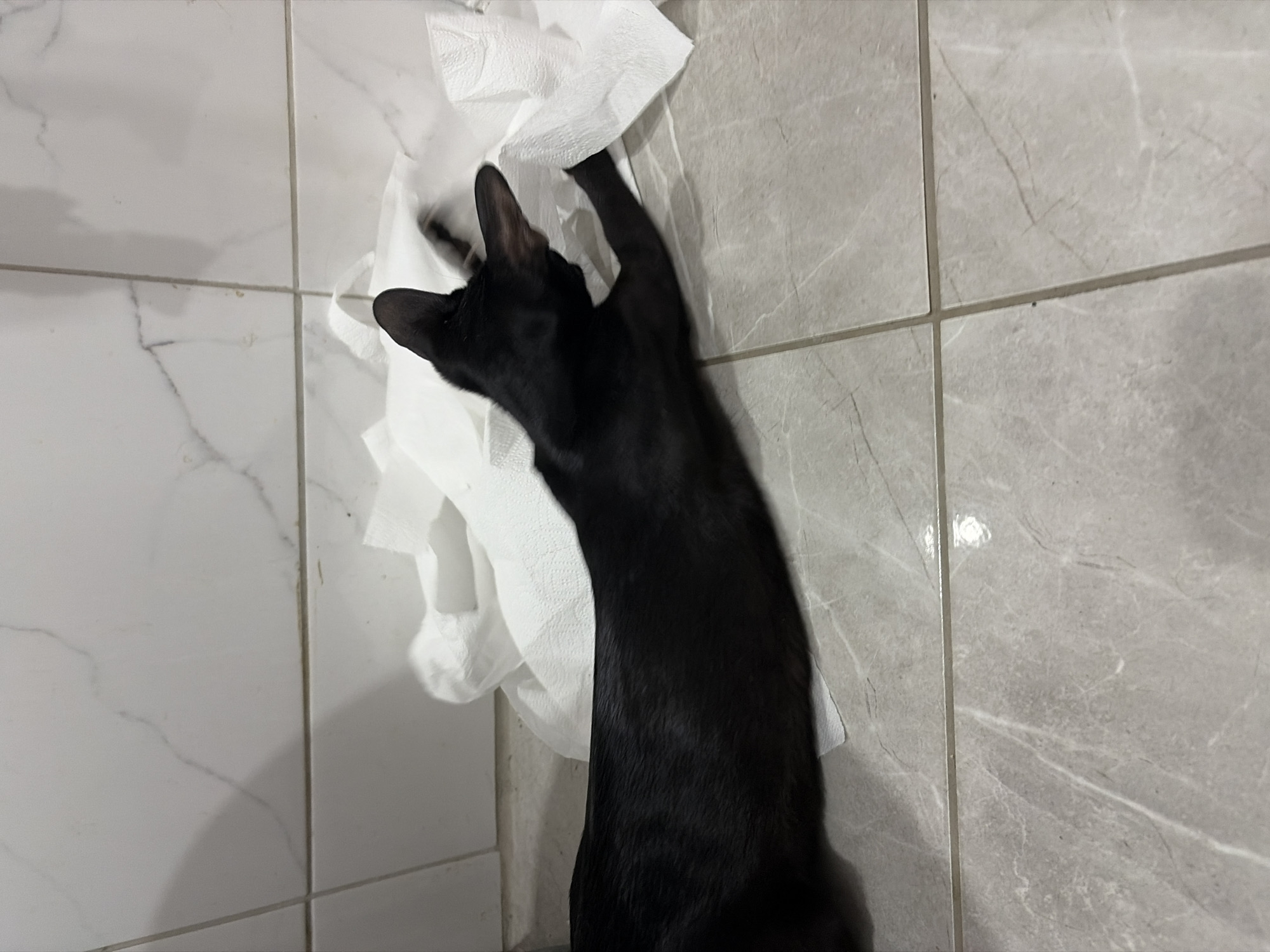 The image shows a black cat standing on its hind legs, reaching for a roll of white paper towels hanging on a tiled wall. The wall is composed of two different types of tiles: on the left, the tiles are white with a marble-like pattern, and on the right, the tiles are gray with a similar marble pattern. The cat's head and upper body are visible, with one paw touching the paper towels. The cat's lower body is partly obscured by the paper towels. The location of the image is in a bathroom in the city of Chaikovsky, Russia.