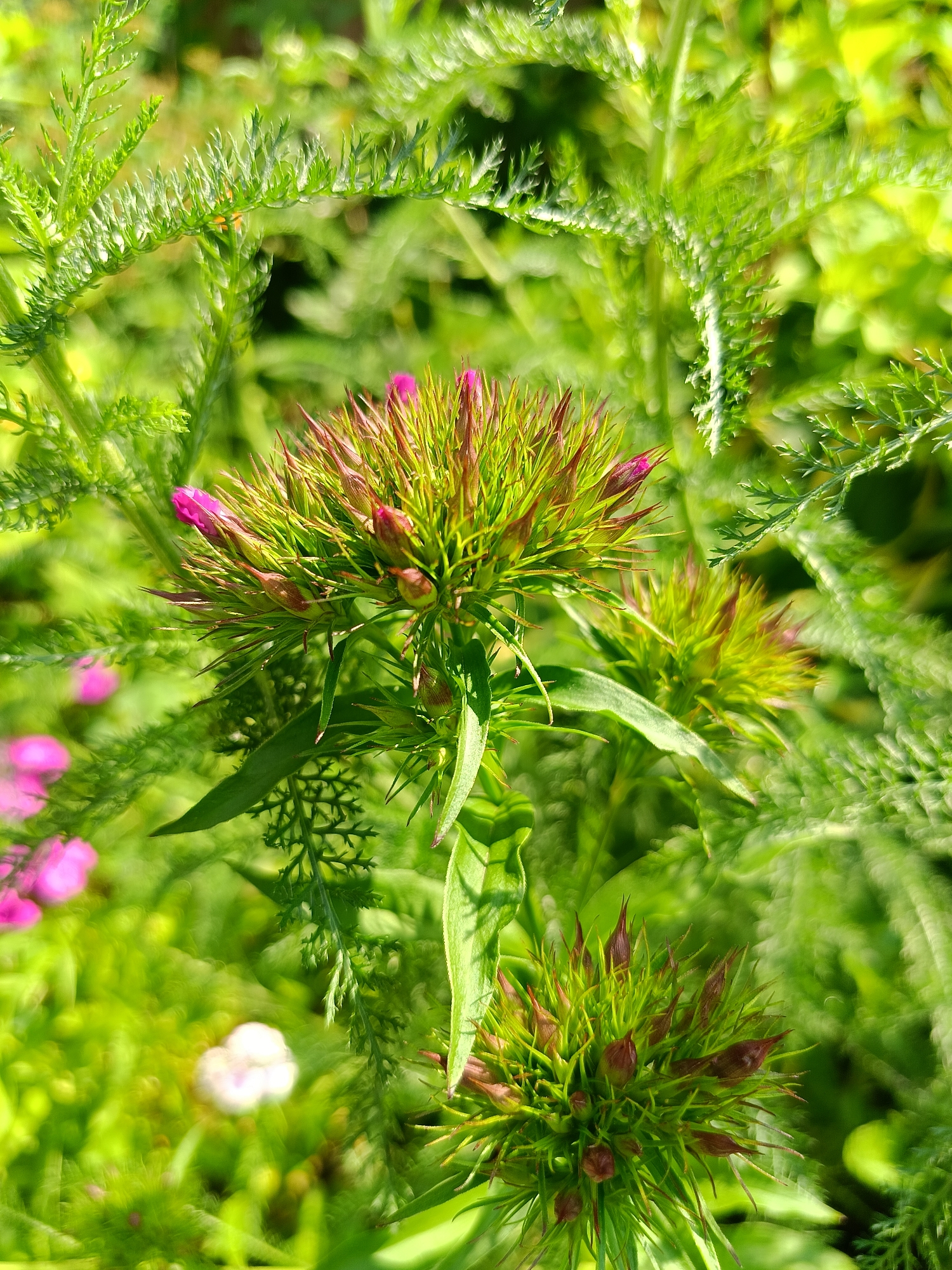 The image displays a close-up view of several blooming plants, likely in a garden setting. The primary subject is a cluster of flowers with spiky green buds, some of which are tinged with red and have hints of pink emerging at the tips. Surrounding these central blooms are feathery green leaves and foliage, creating a lush, natural background. The lighting suggests it is daytime, with sunlight dappling through the leaves. In the out-of-focus background, glimpses of more flowers, including some bright pink blossoms and a small white one, are visible. The overall impression is one of vibrant greenery and the early stages of floral bloom. The image does not contain any people or discernible man-made structures, and there is no information to specifically place it within the city of Бархатово, Russia.