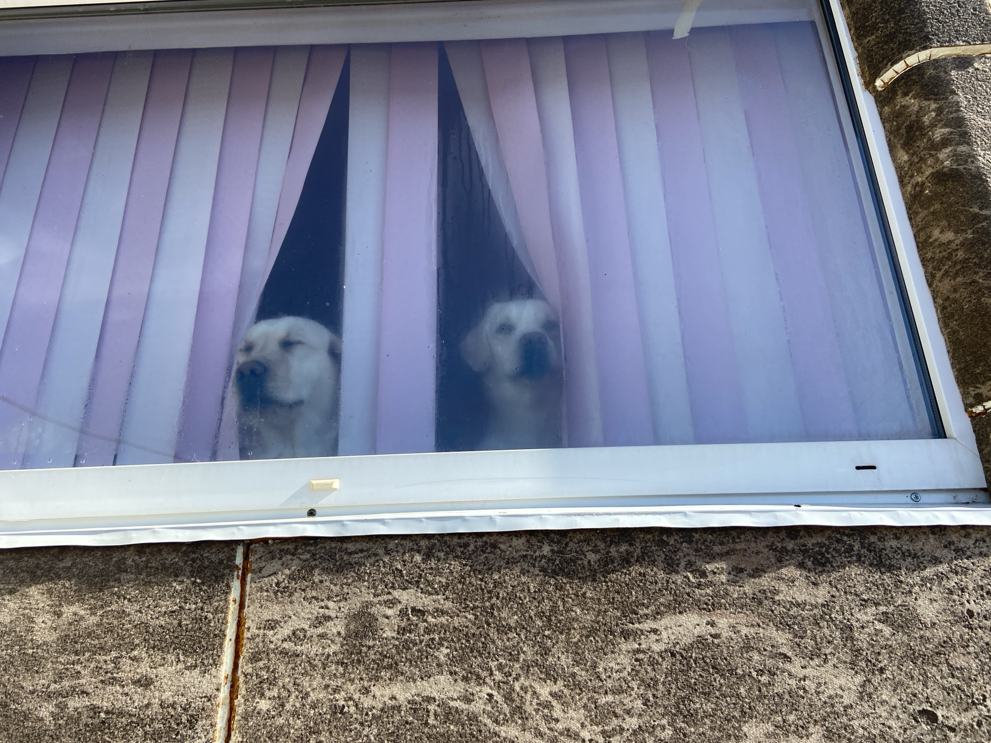 Two Golden Retrievers peer out from a window with lavender vertical blinds. The window frame is white. The exterior wall beneath the window is a textured, grey-brown material. The location is presumed to be in Markovo, Russia, based on the query.