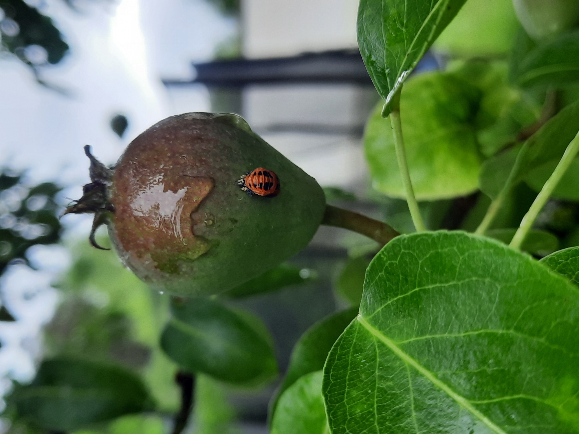 A close-up, low-angle outdoor shot focuses on a small, unripe green fruit, possibly an apple or pear, with a reddish-brown tip, speckled with water droplets from recent rain. A ladybug larva, predominantly orange and black, is positioned on the lower left side of the fruit. The fruit is attached to a branch with green leaves visible in the foreground and background, some also showing water droplets. The background is blurred, showing more greenery and a hint of a fence and sky. The scene appears to be in a garden or orchard. There are no people present. The image was captured in Rosenheim, Germany.