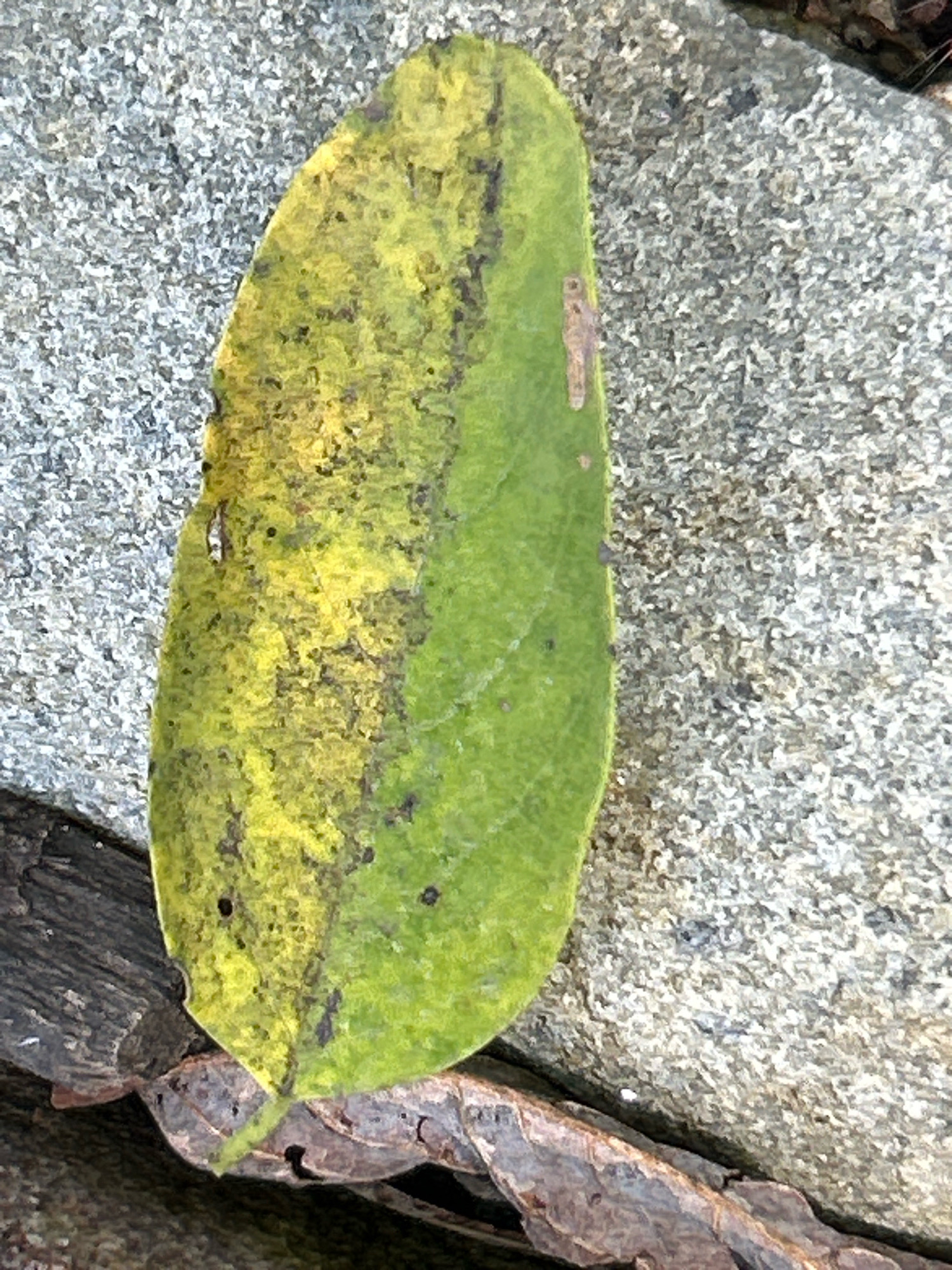 In Robinson Township, United States of America, a single, elongated leaf with a gradient of color from yellow to green lies on a textured, grey rock surface. The leaf exhibits dark speckles and a few small holes. To the bottom left and right of the leaf are pieces of rough, dark brown bark or wood. The lighting suggests an outdoor environment, possibly during the day.