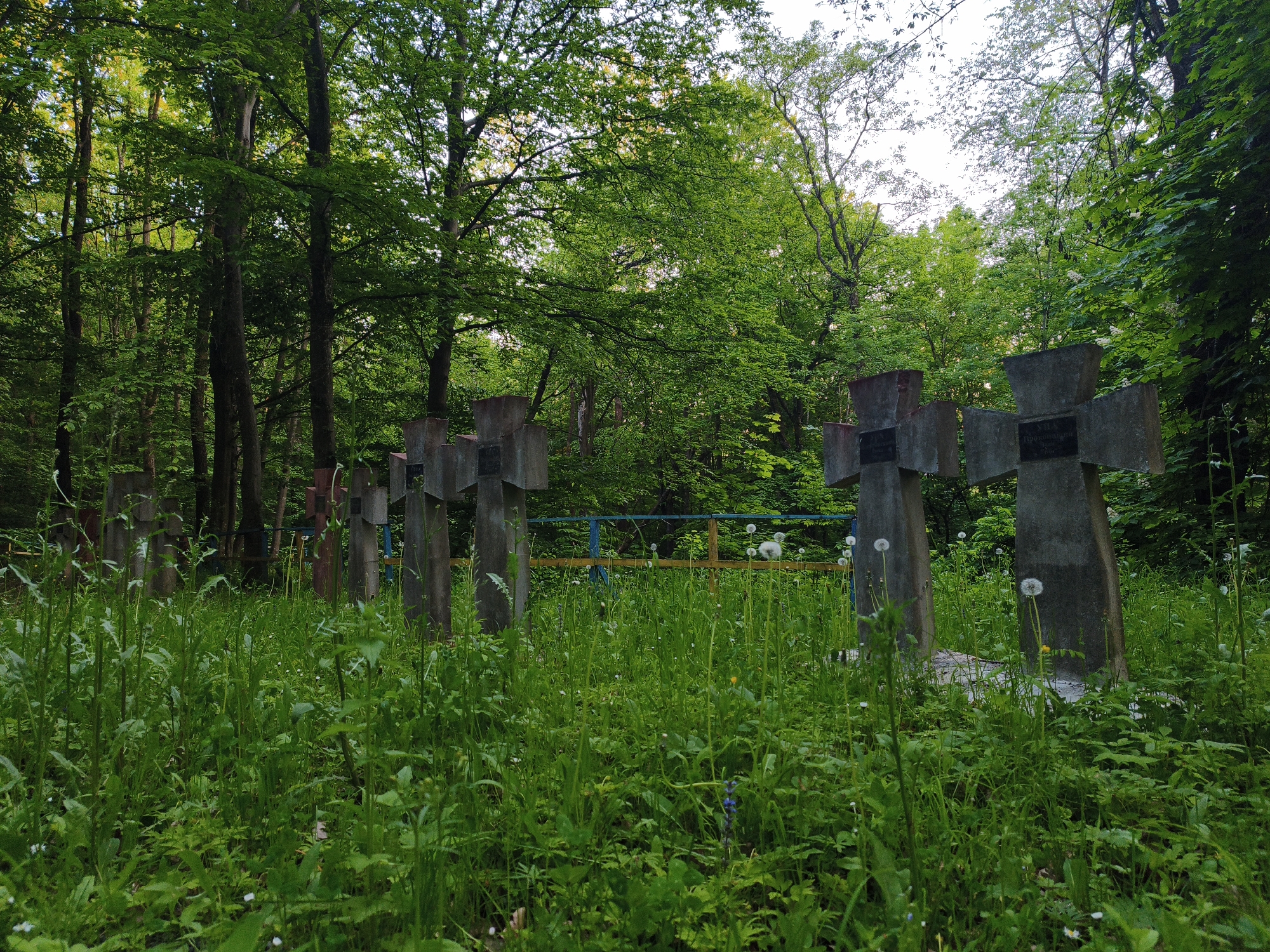 The image depicts an overgrown graveyard in Kopychyntsi, Ukraine. Several concrete cross-shaped tombstones stand amongst dense green grass and vegetation. Trees surround the graveyard. A blue and yellow metal fence is partially visible between some of the crosses. Dandelions are scattered throughout the vegetation. The lighting suggests a daytime scene.