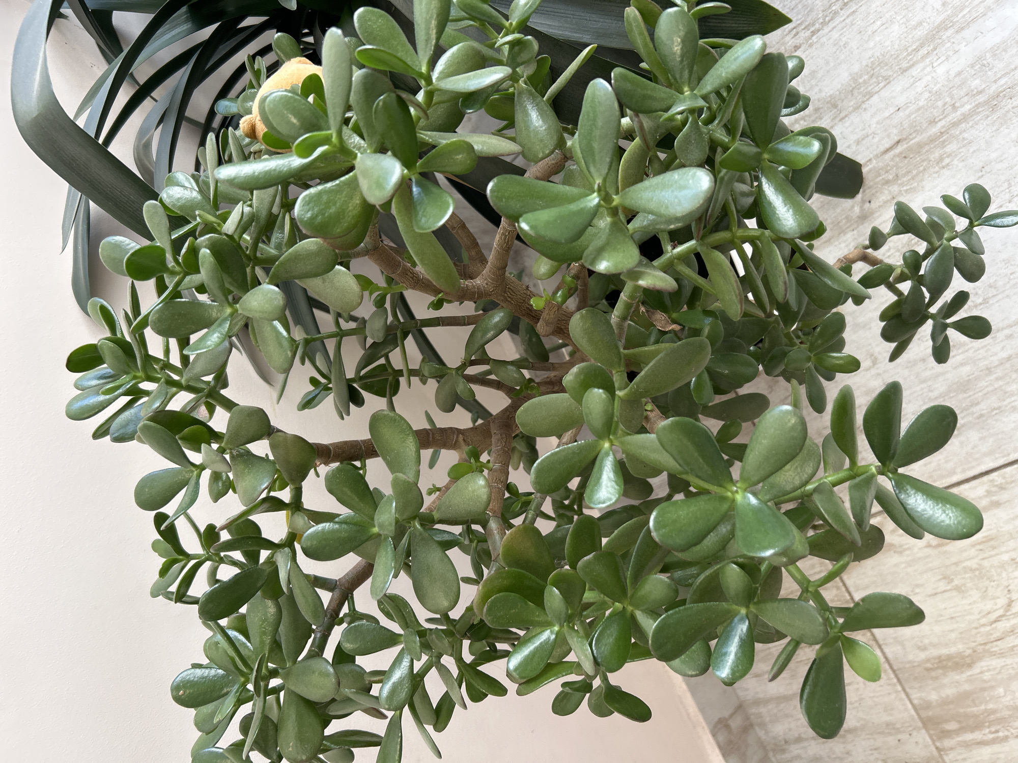 A high-angle shot depicts a jade plant, characterized by its thick, glossy green leaves and woody stems, in an indoor setting. The plant is densely foliated, obscuring much of the container it resides in. Other foliage, dark green and linear, is visible behind the jade plant. The backdrop is a light-colored wall. The setting is Unknown, Unknown.