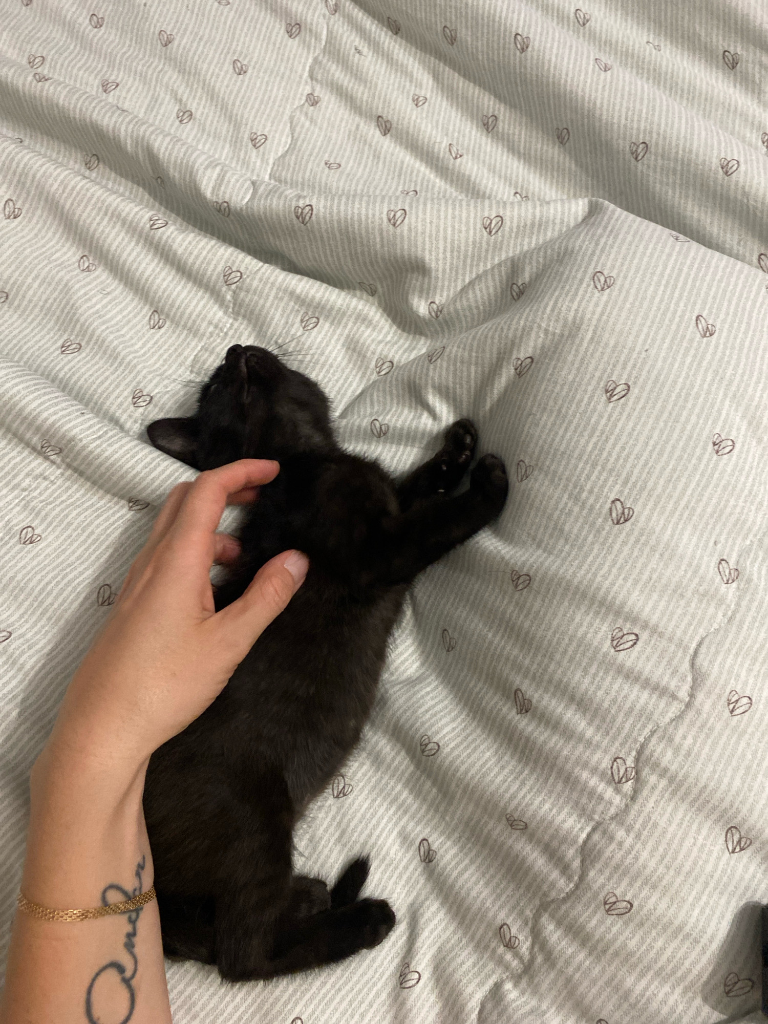 A black kitten is lying on a white bedsheet with a pattern of thin gray stripes and small brown hearts. A person's hand is gently touching the kitten's back. The kitten is facing upwards, with its paws extended. The image appears to be taken indoors. No specific location in Zhlobin, Belarus, can be identified from the visual information provided.