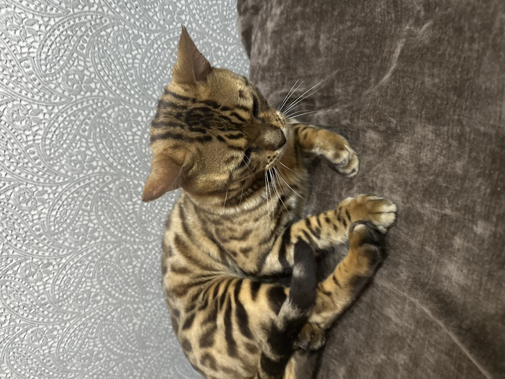 A Bengal cat with distinctive brown and black rosettes lies on a plush brown surface. The cat's head is turned downwards, and its eyes are partially closed. Its tail is curled around its body, and its paws are tucked in. The background features a gray, patterned wallpaper. The image was taken in Linevo, Russia.