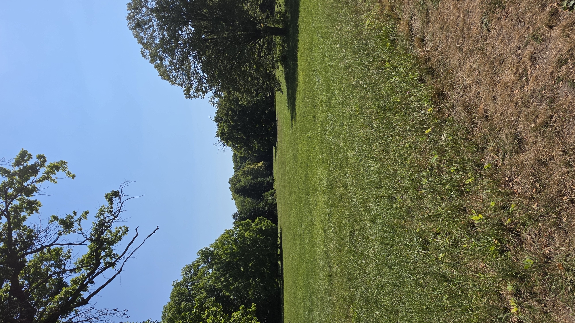 This is a photograph of a wide, grassy field bordered by trees on the left, right, and in the background. The sky is clear and blue. In the foreground, the grass is a vibrant green, with patches of dry, brown grass and scattered leaves on the right side. The trees are lush and full of green leaves, suggesting a summer day. A large tree with a dense canopy is prominent on the right side of the frame. A tree branch with leaves hangs down from the upper left corner. The scene appears to be a park or a meadow within a natural setting. There are no people or animals visible in the image. The overall impression is one of a peaceful, open, and natural environment under a bright sky. This image depicts a section of the landscapes found within or surrounding the city of Bruckneudorf, Austria, characterized by its verdant fields and mature tree lines.