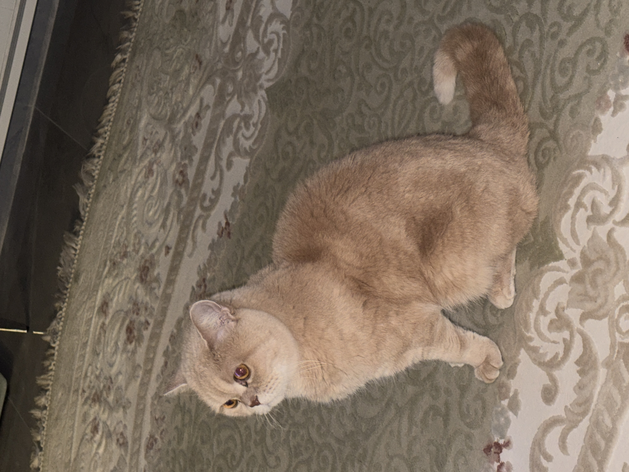 A tan cat is lying on a rug with a paisley pattern. The cat is facing the lower left corner of the image. The rug is predominantly green and white. A dark object is in the upper left corner of the image.