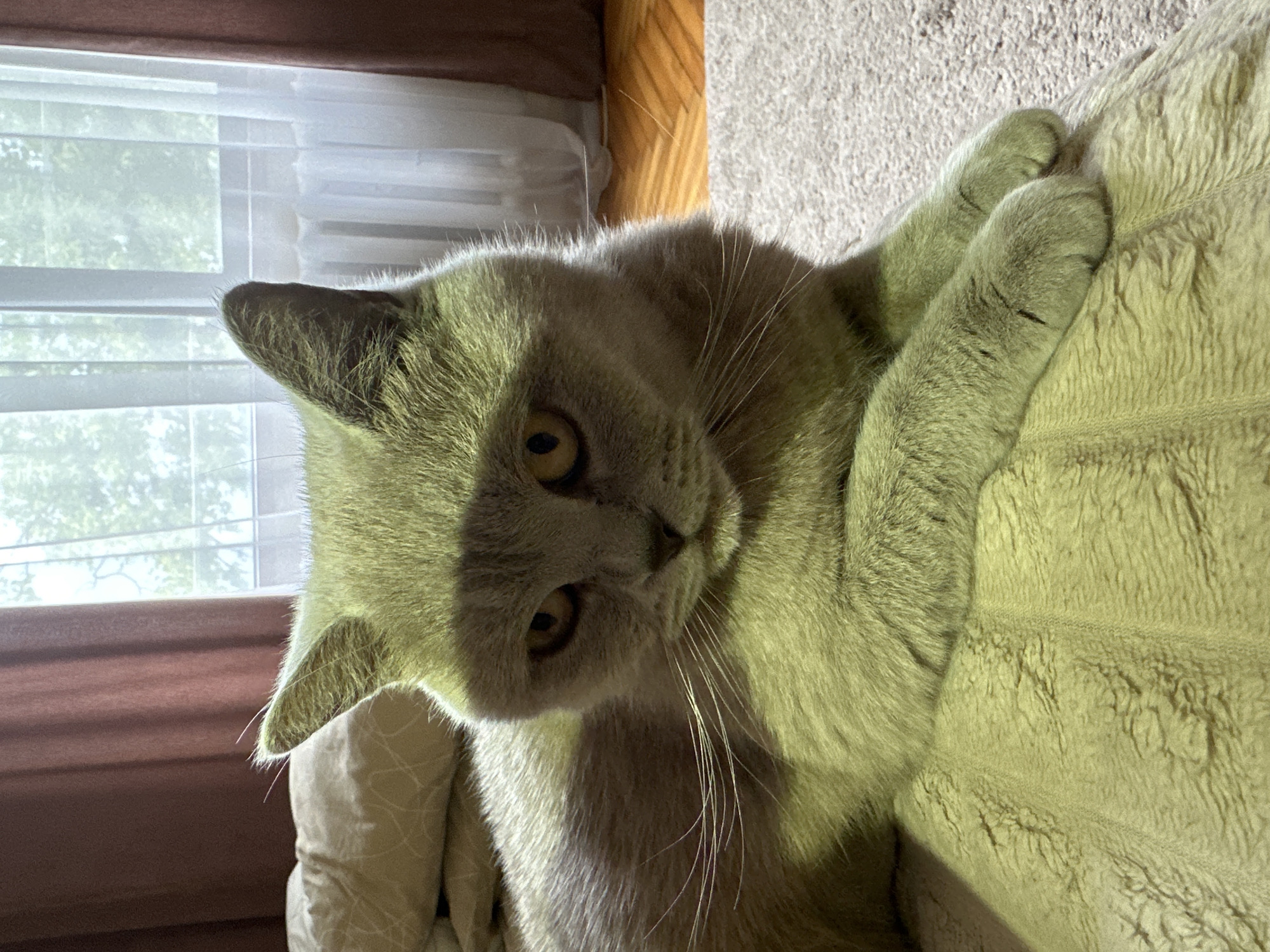 A British Shorthair cat with grey fur and yellow eyes is lying on a textured blanket, likely indoors. The cat is looking towards the camera with a serious expression. Sunlight is streaming in from a window, casting a shadow across the cat's face. The background shows a window with sheer curtains, indicating the presence of daylight outside. The overall scene is calm and domestic. There is no information in the image to determine the location in Ternopil, Ukraine.