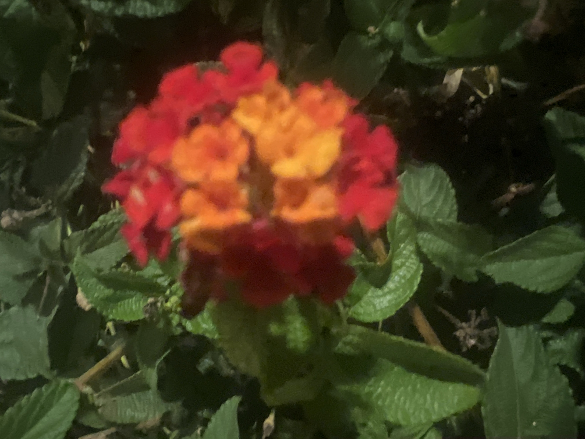 The image depicts a close-up view of a cluster of bright orange and red flowers, likely Lantana, surrounded by lush green leaves. The lighting suggests it may be nighttime or a shaded area, casting deep shadows throughout the scene. A spider is visible on a leaf in the lower left quadrant of the image. The background is dark and indistinct. The scene appears to be located in a garden or natural setting within the city of Or Akiva, Israel.