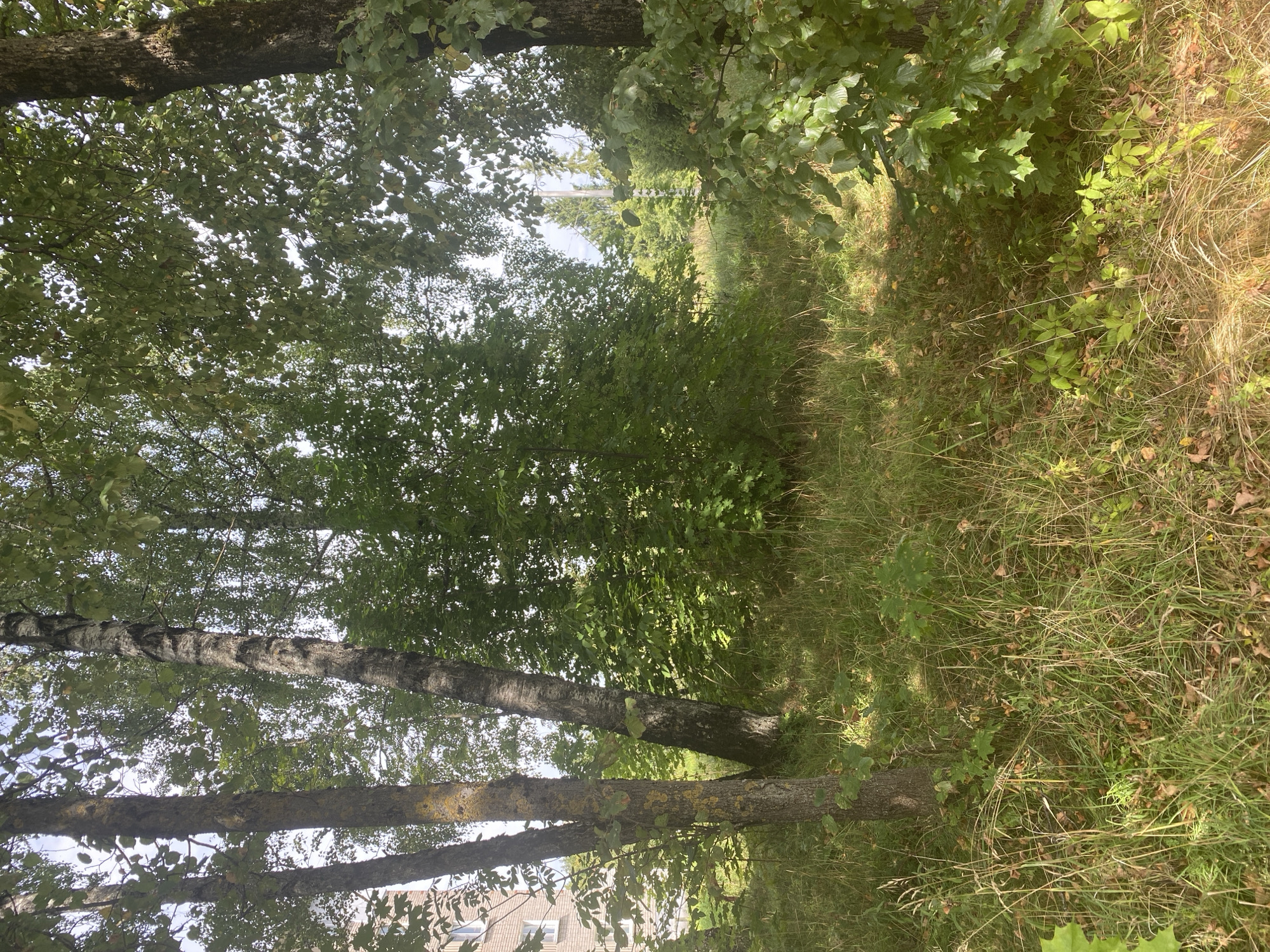 The image depicts an outdoor scene with a dense growth of trees and vegetation. The foreground is dominated by tall, dry grasses and some scattered fallen leaves. Several tree trunks are visible, with varying bark textures and colors, some appearing lighter and others darker and rougher. One tree trunk on the left has yellow lichen-like growth. In the background, a building with light-colored brick and windows can be seen peeking through the foliage on the far left. The overall impression is one of a natural or semi-natural area with signs of urban proximity. The lighting suggests it is daytime, with dappled sunlight filtering through the tree canopy. There are no people or animals visible in the image.