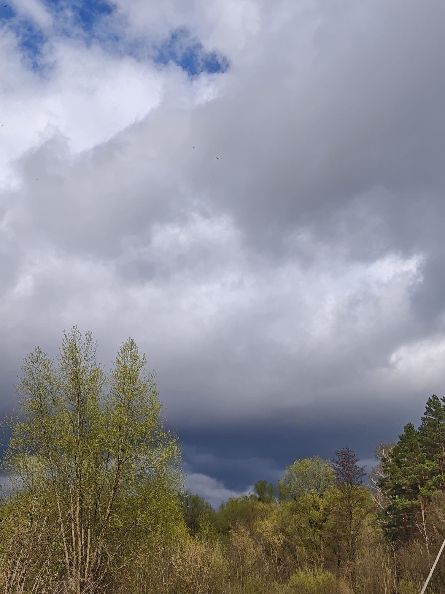 The image depicts a landscape in Parkhomivka, Ukraine, characterized by an overcast sky and a wooded area. The sky is predominantly filled with gray storm clouds, with a small patch of blue visible in the upper left corner. Below the clouds, a dense array of trees stretches across the horizon. In the foreground, a cluster of slender trees with fresh green foliage stands out, while the rest of the trees show varied shades of green and brown. The overall impression is one of an impending storm in a rural setting.