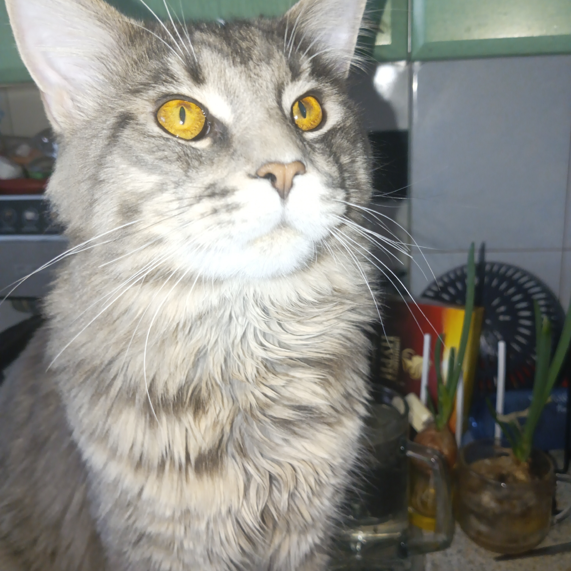 A close-up indoor shot focuses on a gray tabby Maine Coon cat with striking yellow eyes. The cat's head and upper body fill the frame, showcasing its thick, layered fur. In the background, partially obscured, are kitchen items including green onions growing in water in glass containers, placed on a counter or shelf with tiled walls. The location is Chaikovsky, Russia.