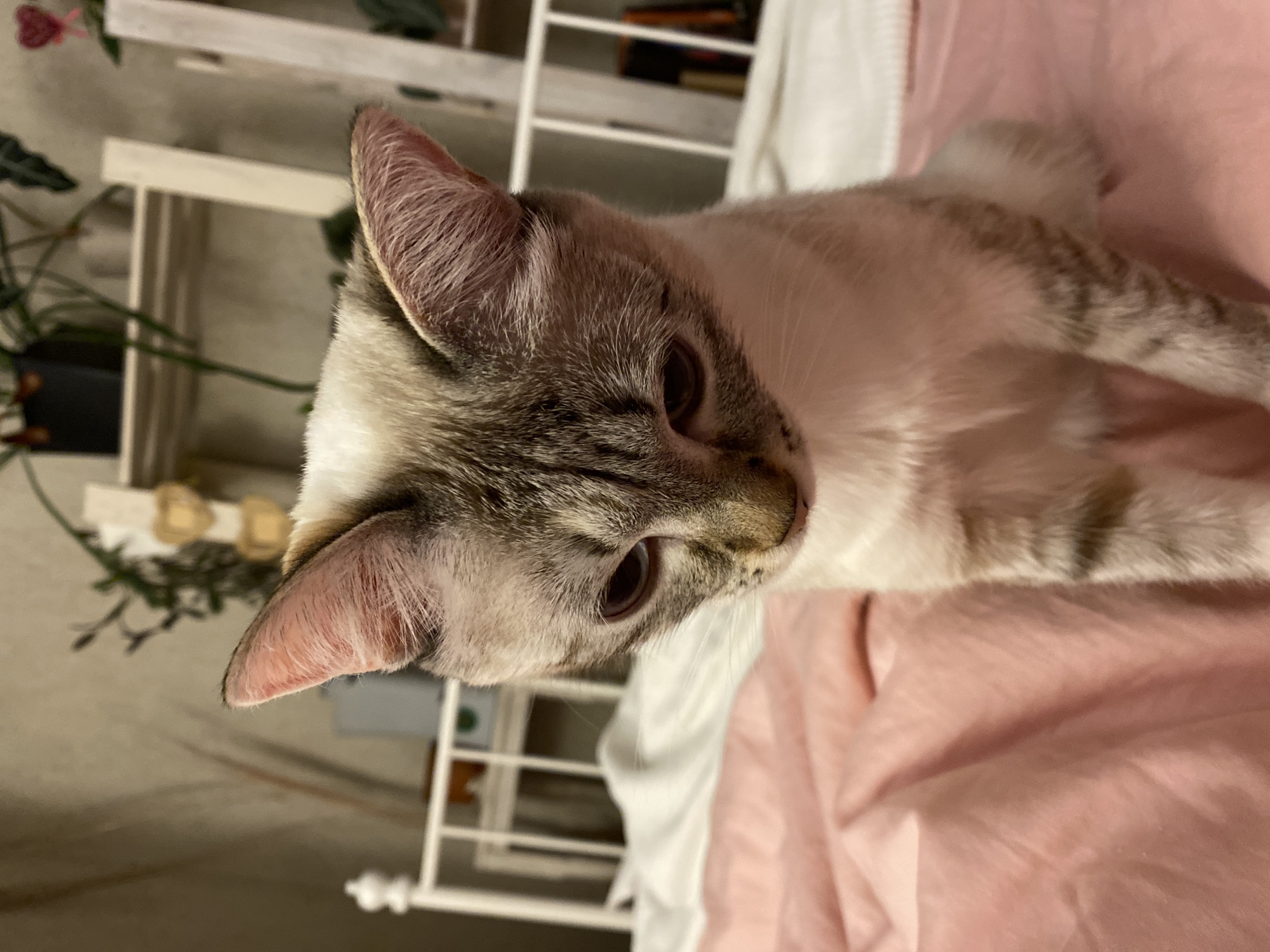 A domestic cat with striking white fur and distinctive grey-brown tabby markings is the central subject of the image. The cat is lying down on a pink sheet or blanket, positioned with its head tilted, and its dark brown eyes appear to be looking towards the viewer or slightly past. Its inner ears are a soft pink, and its fur shows subtle striped patterns on its face, ears, and partially visible body.
The setting is indoors, likely a cozy home environment, possibly a bedroom, indicated by the soft pink bedding and a white, open shelving unit in the background. Several green potted plants are visible on and around the shelving, adding a touch of natural decor. One plant in the upper left corner appears to have small reddish-pink elements, possibly flowers or leaves.
The lighting is soft and ambient, suggesting an indoor evening or nighttime scene without harsh direct light. The overall mood is calm and relaxed, with the cat appearing inquisitive or simply resting comfortably. There is no visible text in the image. The provided location context for this scene is Yekaterinburg, Russia.