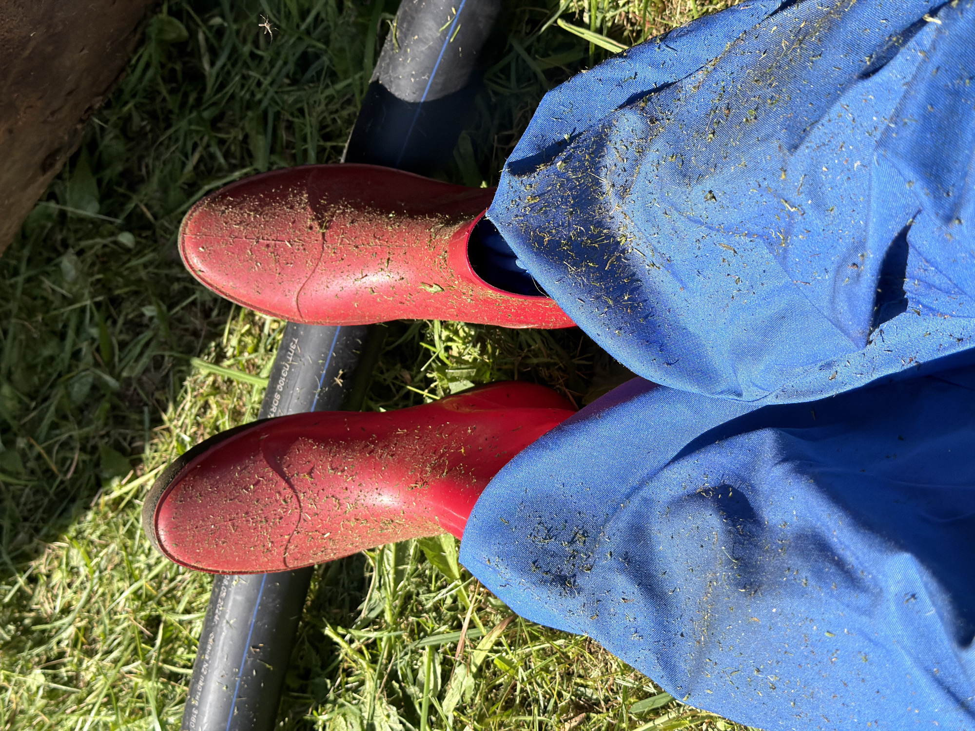 A first-person perspective shot captures a pair of red, dirty, rubber boots standing on grass. The boots are speckled with small green and brown debris, likely grass clippings. The wearer's legs are covered in blue fabric, possibly pants or overalls, which also show a similar scattering of debris. In the background, a black pipe runs horizontally across the frame, partially obscured by grass. The environment appears to be an outdoor, grassy area, possibly a yard or field. The image does not contain any discernible elements that would place it in the city of Chaikovsky, Russia.