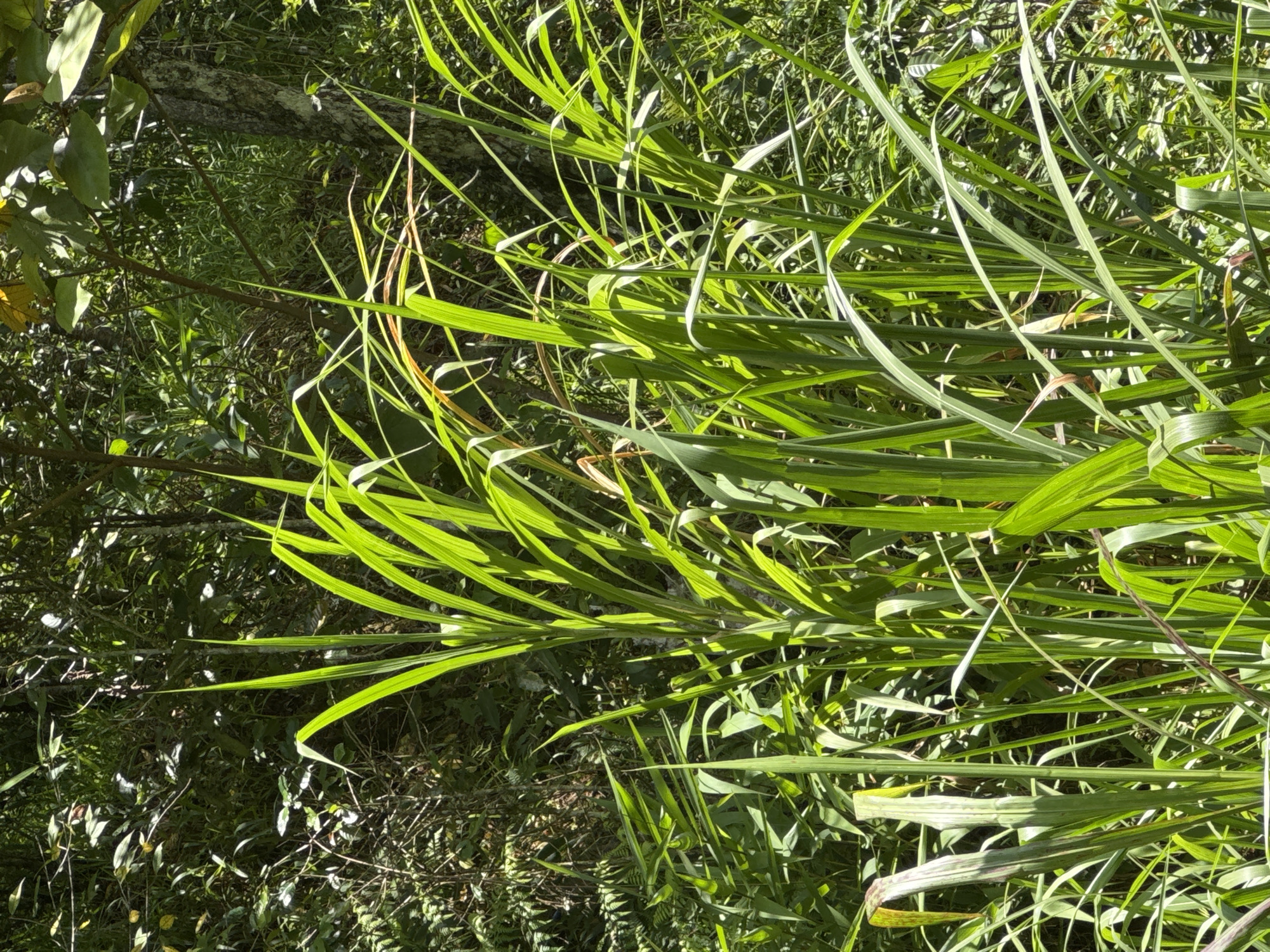 This is a photograph of tall green grass in a natural, overgrown environment. The grass is the dominant subject, with many blades reaching upwards and some bending over. The background consists of dense foliage, including trees with textured bark and various leafy plants, creating a shaded, wild setting. The sunlight filters through the leaves, creating bright highlights on the grass and dappled patterns on the ground. There are no people or man-made structures visible in the image. The scene appears to be a natural clearing or edge within a densely vegetated area, potentially a forest or overgrown garden. The location is identified as Da Lat, Vietnam, which is known for its cool climate and lush vegetation, often characterized by forests, pine trees, and rolling hills with extensive agricultural and natural landscapes.