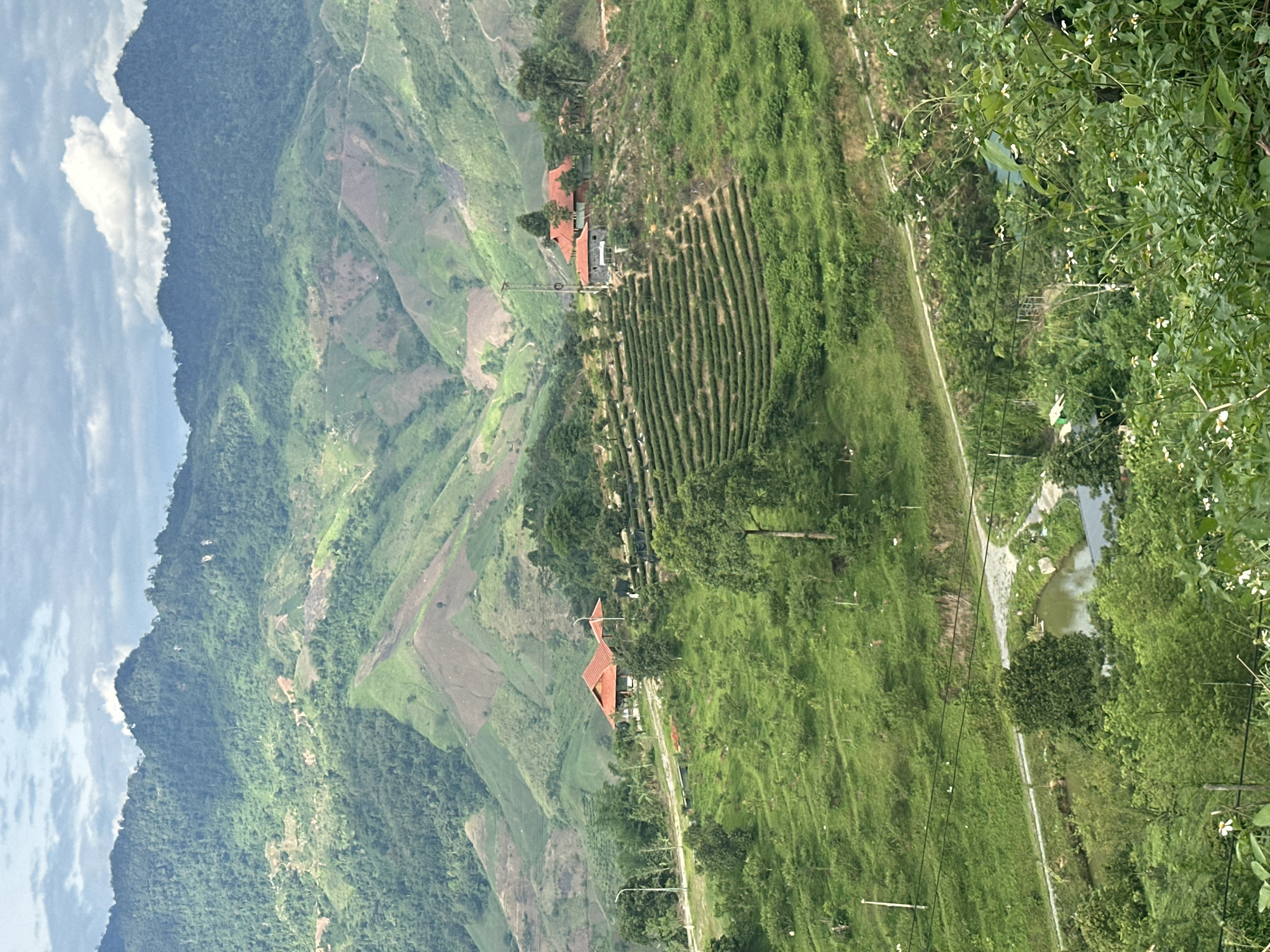The image depicts a scenic mountainous landscape in the vicinity of To Mua, Vietnam, characterized by lush greenery and terraced fields. The foreground features a dense cluster of vegetation with small white flowers, leading the eye towards a body of water with a bridge crossing it. A paved road winds its way along the edge of this water feature and continues uphill.
Midground, the landscape transforms into cultivated terraces, likely for tea or crops, creating striking horizontal lines against the undulating terrain. Scattered trees dot the slopes. A prominent feature in this area is a cluster of buildings with distinctive orange-tiled roofs, suggesting a resort or settlement. One building appears to be a house with an attached covered patio, while another is a larger structure.
The background is dominated by majestic, verdant mountains, their slopes intricately carved by cultivation and natural erosion. Patches of bare earth are visible on some of the hillsides, indicating areas of deforestation or recent land clearing. The sky above is a mix of soft clouds and patches of blue, with the sunlight dappling the landscape. The overall impression is one of natural beauty enhanced by human cultivation and habitation. There are no people or animals visible in the image.