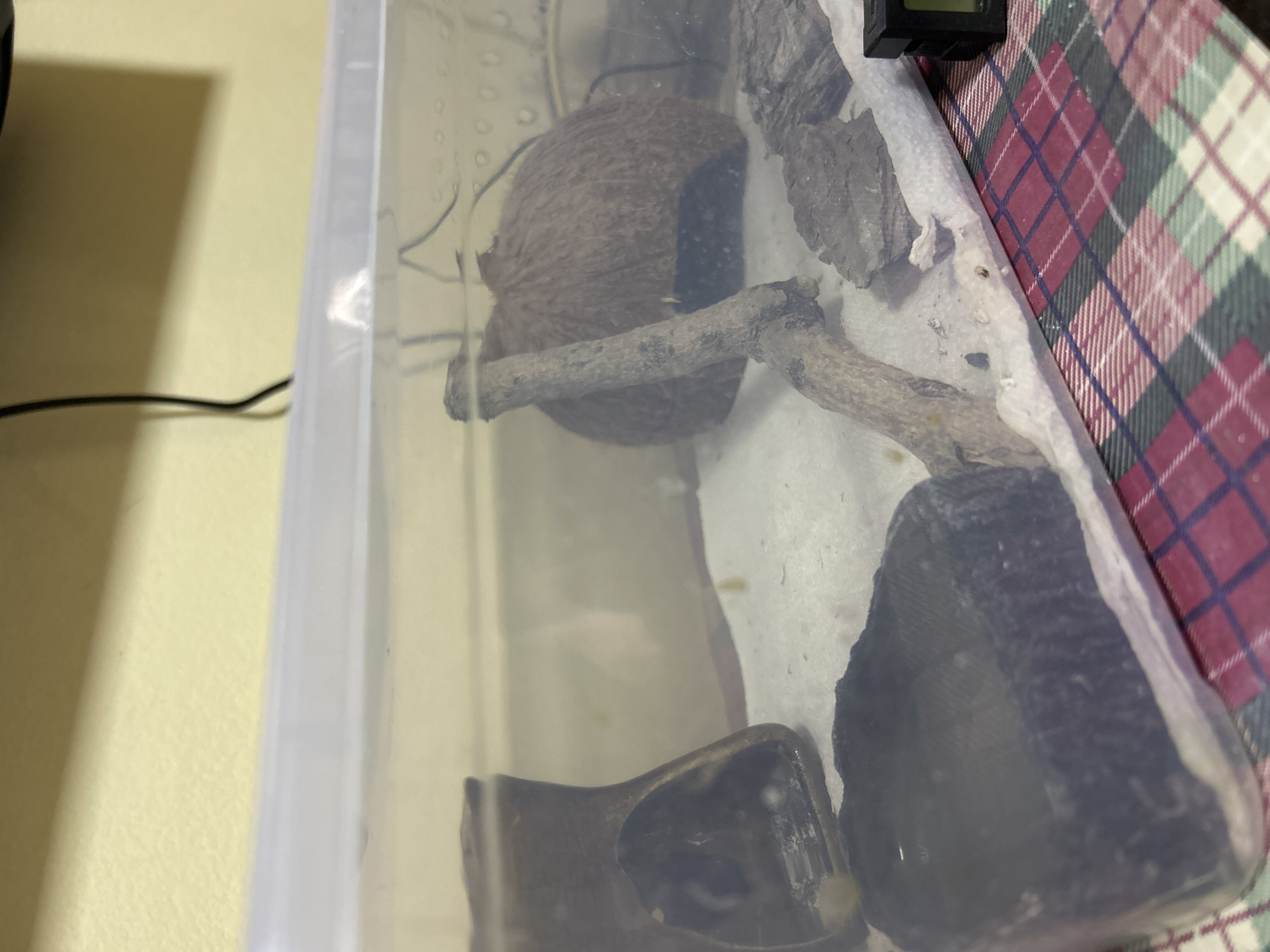 The image shows the interior of a clear plastic enclosure, likely a terrarium, containing sand substrate, a coconut hide, a piece of driftwood, a dark colored dish or hide, and some bark pieces. The enclosure is placed on a surface covered with a red, green, and white plaid fabric. A small digital thermometer is visible in the lower right corner. There are no people or identifiable urban features present, therefore the location in the city of Buenos Aires, Argentina cannot be determined from the image.