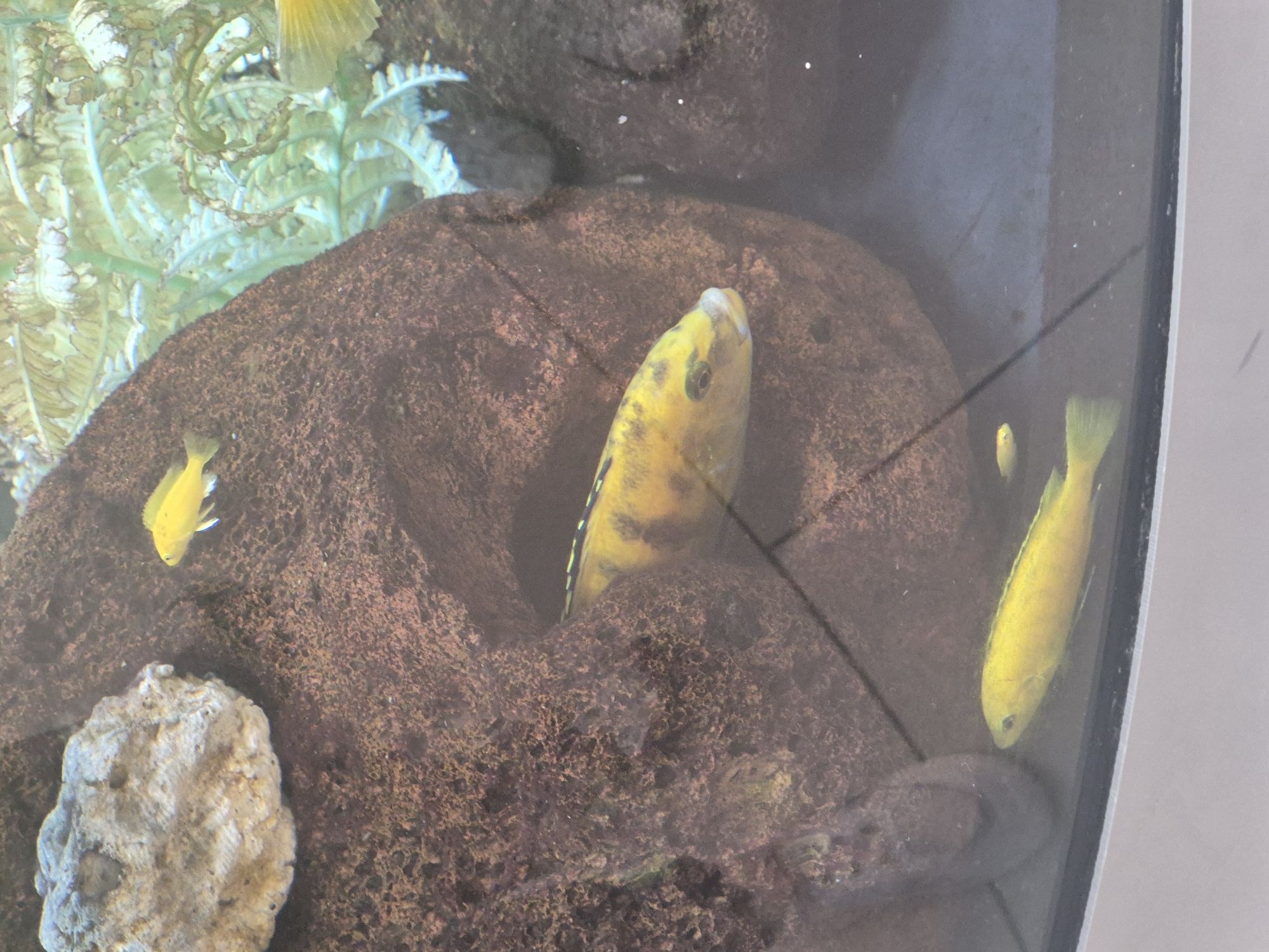A yellow fish with dark stripes is swimming inside a rock formation in an aquarium. Another smaller yellow fish is partially visible behind it. In the foreground, two other yellow fish are swimming in the aquarium water. The background shows green aquatic plants. The image is a close-up shot of the aquarium environment. There are no people or any indication of the city of Astana, Kazakhstan.