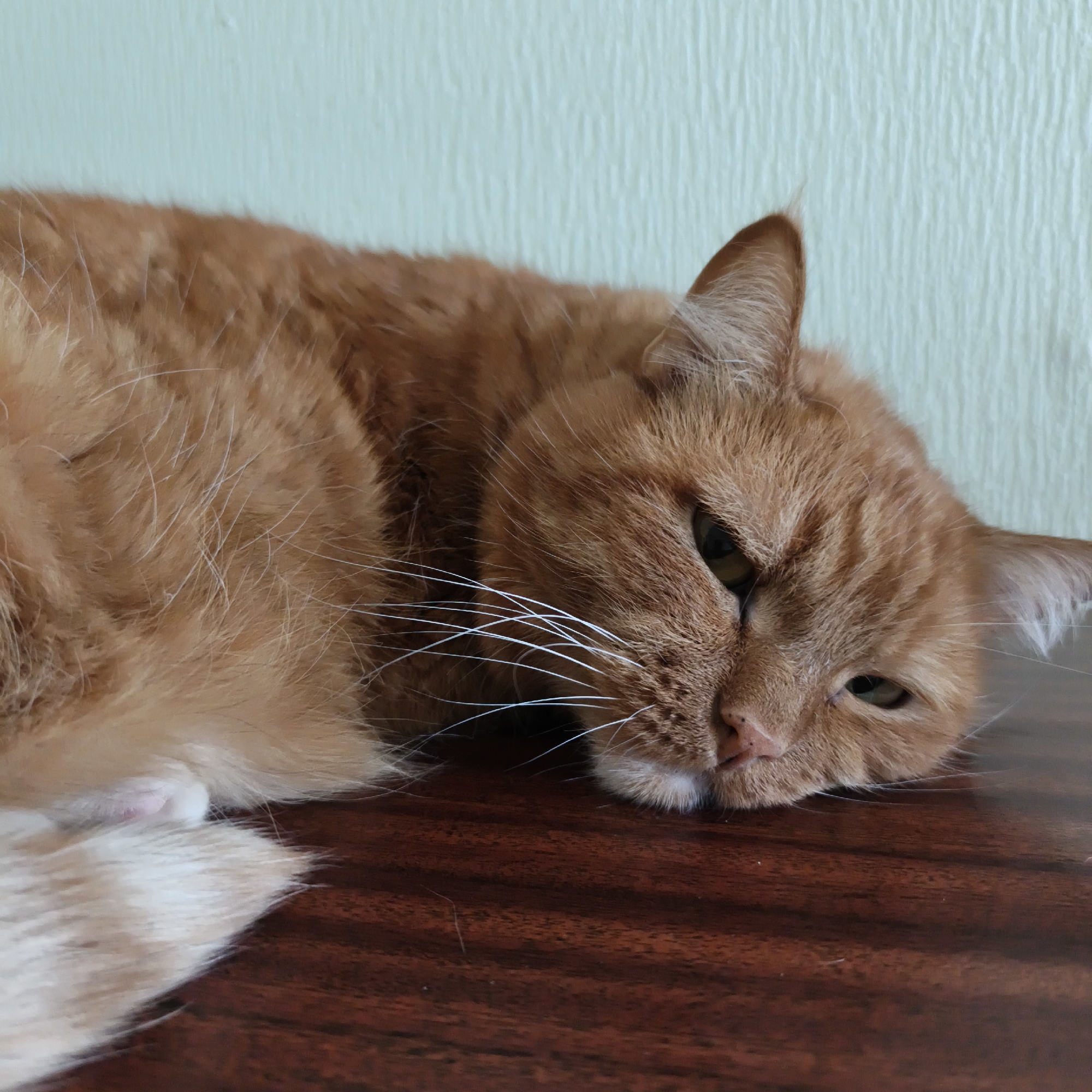 An orange tabby cat is resting on a wooden surface, with its body curled up and its head resting on the surface. The cat has green eyes and white whiskers. The background is a light green textured wall. The image was taken in Chaikovsky, Russia.