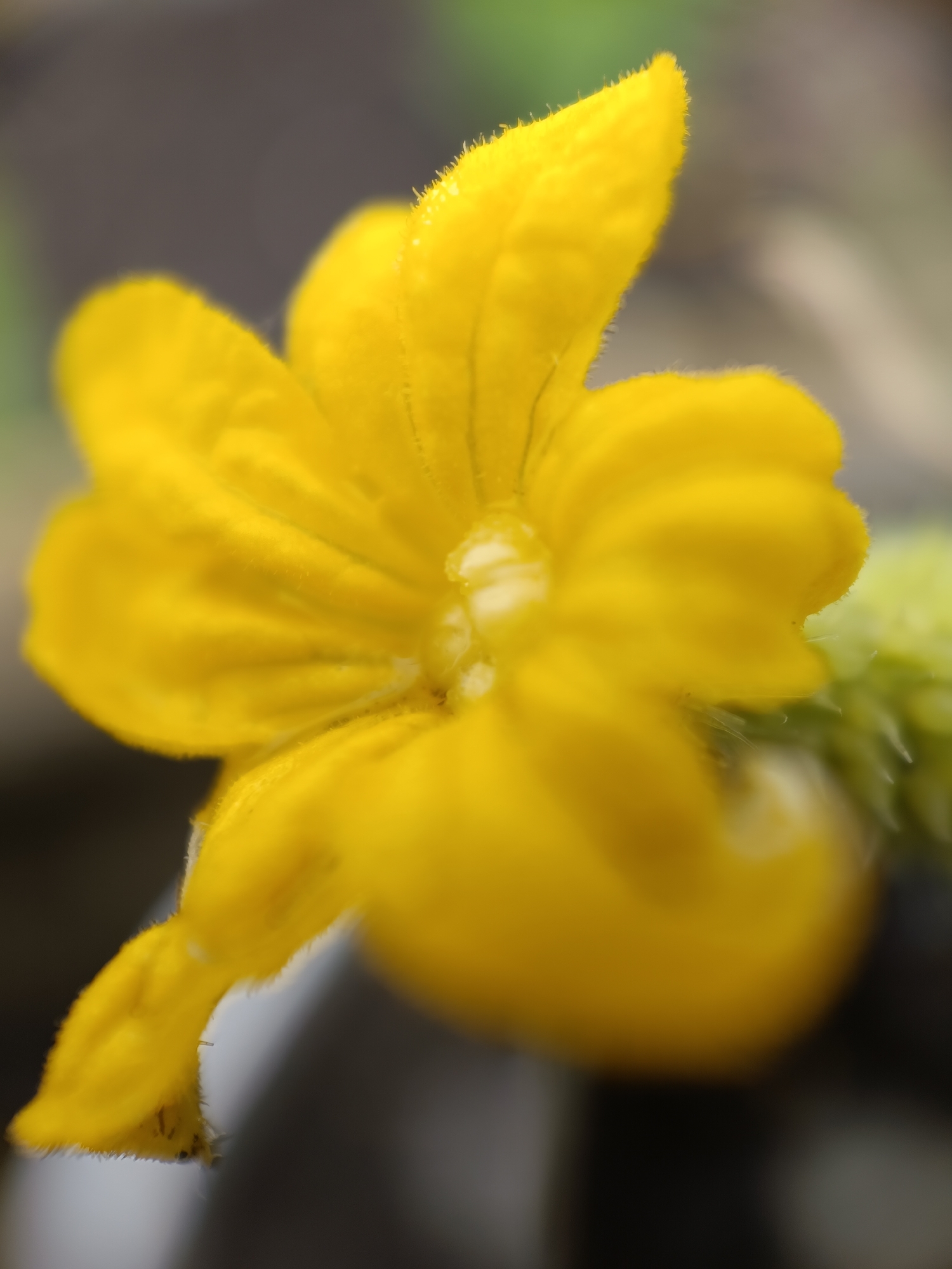 A close-up, slightly out-of-focus photograph shows a yellow flower with five petals and a cluster of stamens in the center. The flower has a delicate, almost fuzzy texture, particularly noticeable along the petal edges. A small, immature cucumber with prickly skin is visible in the background, next to the flower. The background is blurry and indistinct, with varying shades of green and gray.
The location of the image is unknown. There is no definitive evidence in the image to indicate that it was taken in the city of Lermontov, Russia, or any other specific location.