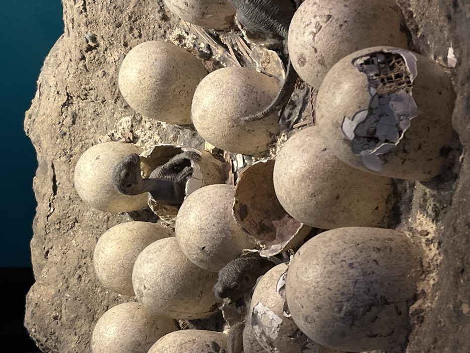 This diorama, located at the Natural History Museum in South Kensington, London, United Kingdom, showcases a dinosaur nesting ground. The scene contains approximately twenty ovoid, light-brown dinosaur eggs, some intact and others fractured. A dark-grey model of a dinosaur hatchling is prominently featured emerging from a broken eggshell near the upper-center, its head oriented to the right. A second partial hatchling, a dark-grey head, is visible emerging from an egg to the lower-left, while a third hatchling's dark-grey tail extends from beneath an intact egg to the right. One egg in the lower-right foreground displays a distinct fracture revealing an internal mesh-like structure. The eggs are situated within a textured, dark-brown, earthy substrate, simulating a nest, against a lighter brown, rocky background. A dark teal backdrop is visible at the top perimeter of the display.
