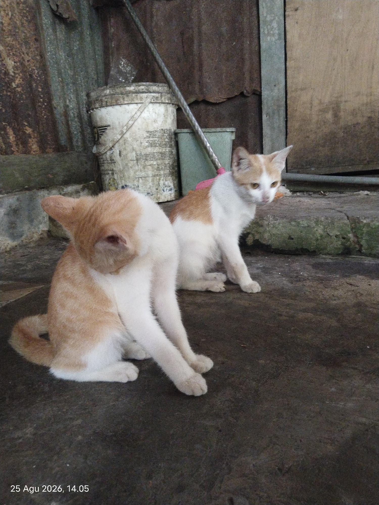 Two domestic cats are sitting on a concrete surface in an outdoor area with a corrugated metal wall in the background. The cat on the left is predominantly white with orange markings on its head and back. It is sitting with its head turned downwards, appearing to groom itself or scratch its ear. The cat on the right is also white with orange markings on its head and back. It is sitting upright, looking to its right. In the background, a white bucket and a green container are visible against the metal wall. The scene is dated "25 Agu 2026, 14.05", suggesting the image was taken in Singkawang, Indonesia. The overall environment appears to be utilitarian and possibly a backyard or alleyway.