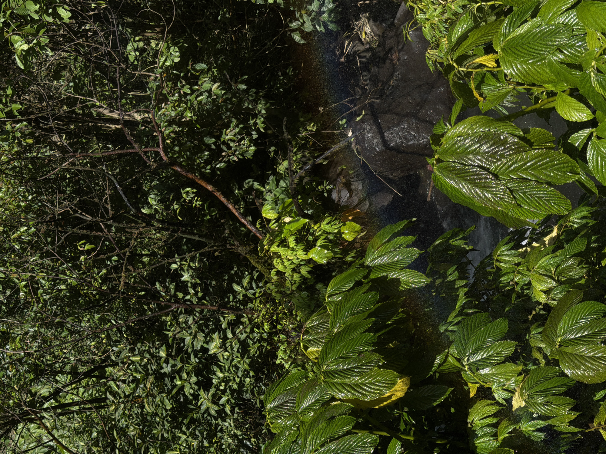 The image depicts a lush, green forest with dense foliage and trees. Large, wet, glossy leaves are prominent in the foreground, suggesting recent rain or mist. In the background, a faint rainbow is visible amidst rocks and water, hinting at a waterfall or stream. The scene is set in Sawan, Indonesia, within a natural, untamed environment. There are no people or animals visible in the image. The lighting suggests it is daytime, with sunlight filtering through the canopy.