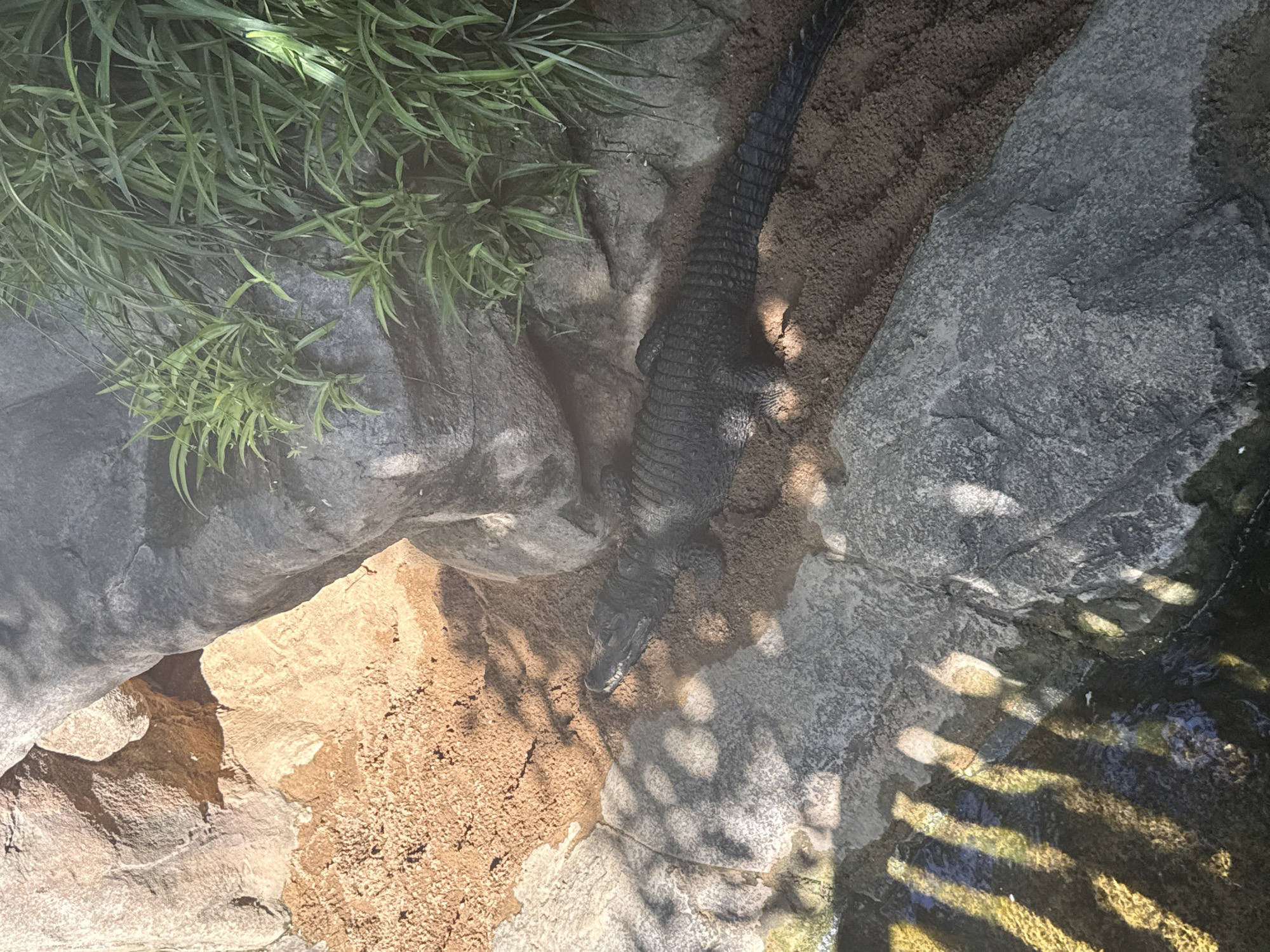 An alligator is lying on a sandy area next to rocks and green vegetation. The alligator is dark gray and its body is scaly and textured. It is oriented lengthwise in the frame, with its head facing the left side of the image. The surrounding environment is naturalistic, with large gray rocks and patches of brown sand. Lush green plants are growing from the top of one of the rocks, casting shadows on the scene. There is also a body of water visible at the bottom left of the image, reflecting sunlight in striped patterns. The overall impression is a close-up view of an alligator in its habitat, possibly a zoo or a protected enclosure. The location in Fuengirola, Spain is not discernible from the image alone.