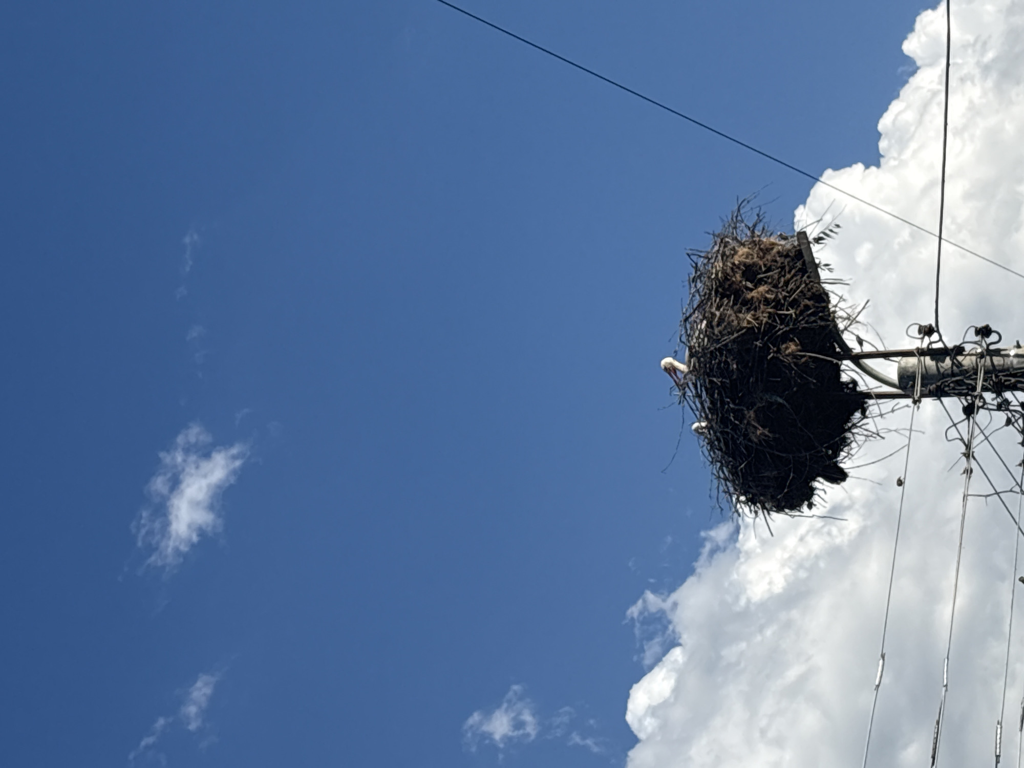 A large, dark stork nest, made of branches and nesting material, sits atop a utility pole in Strelcha, Bulgaria. Two storks are visible within the nest. The sky is a vibrant blue with scattered white clouds. Wires from the utility pole crisscross the frame. The scene is captured from a low angle, looking upwards.