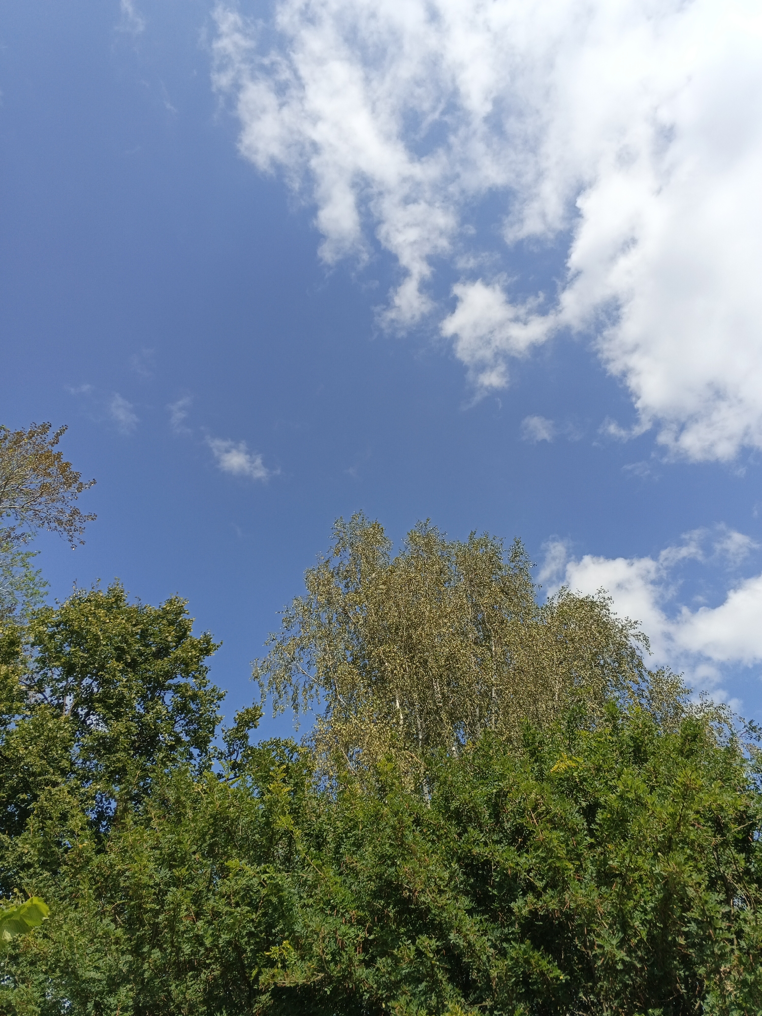 The image shows a view of trees against a bright blue sky with white clouds. The trees are lush and green, with one tree in the center appearing to be a birch with lighter colored leaves. The photo appears to have been taken on a sunny day. The location is identified as Medvedyovka, Russia. There are no people or specific structures visible in the image, only natural elements.