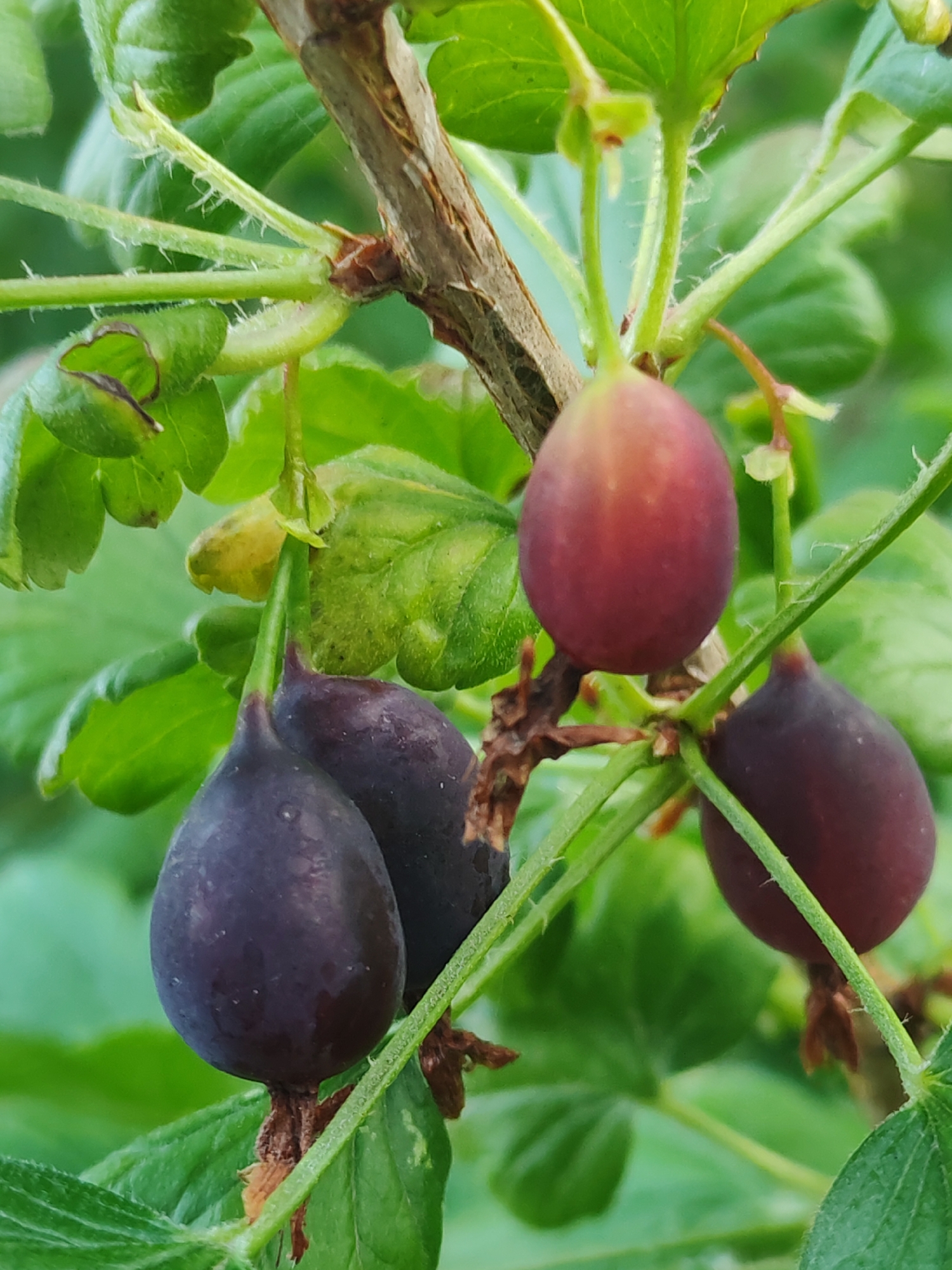 A close-up, natural light, vertical photograph depicts a cluster of dark purple and reddish-purple berries hanging from a branch with green leaves. The berries are elongated and tear-drop shaped, with some appearing smooth and others slightly fuzzy. The branch is textured and brown, with fine hairs visible on the green stems. The background is a soft blur of green foliage. The image is devoid of any human presence or urban elements.