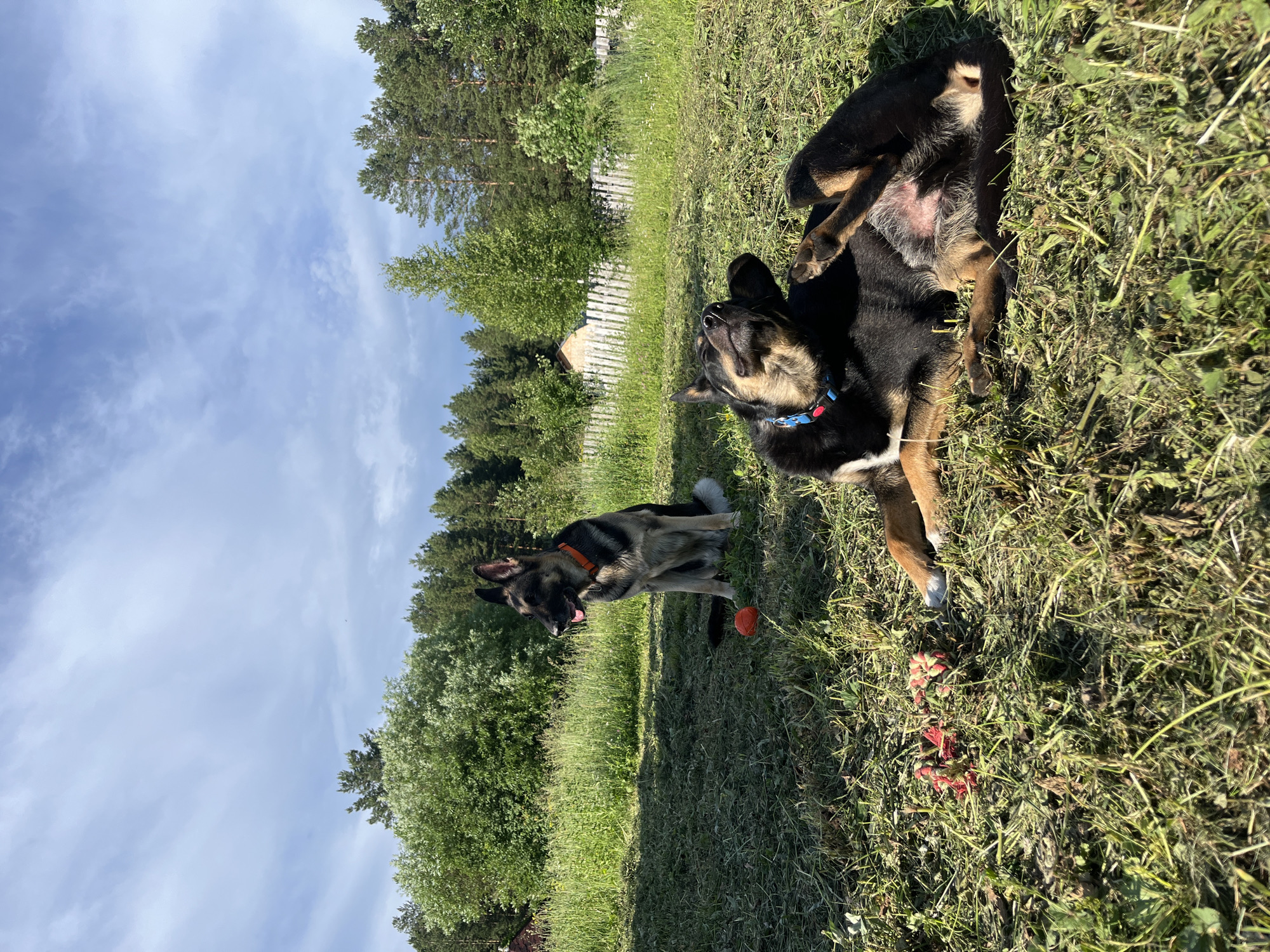 The media file shows two dogs playing in a grassy field on a sunny day. The dog on the right is black and tan and is lying on its back with its legs in the air, looking up at the sky. The dog on the left is a German Shepherd and is sitting up with its tongue hanging out, looking at a small orange ball in front of it. There is a wooden fence in the background, and beyond that, trees. The scene is bright and sunny, suggesting it is daytime. The dogs appear happy and playful. The image was taken in Nizhny Tagil, Russia.
