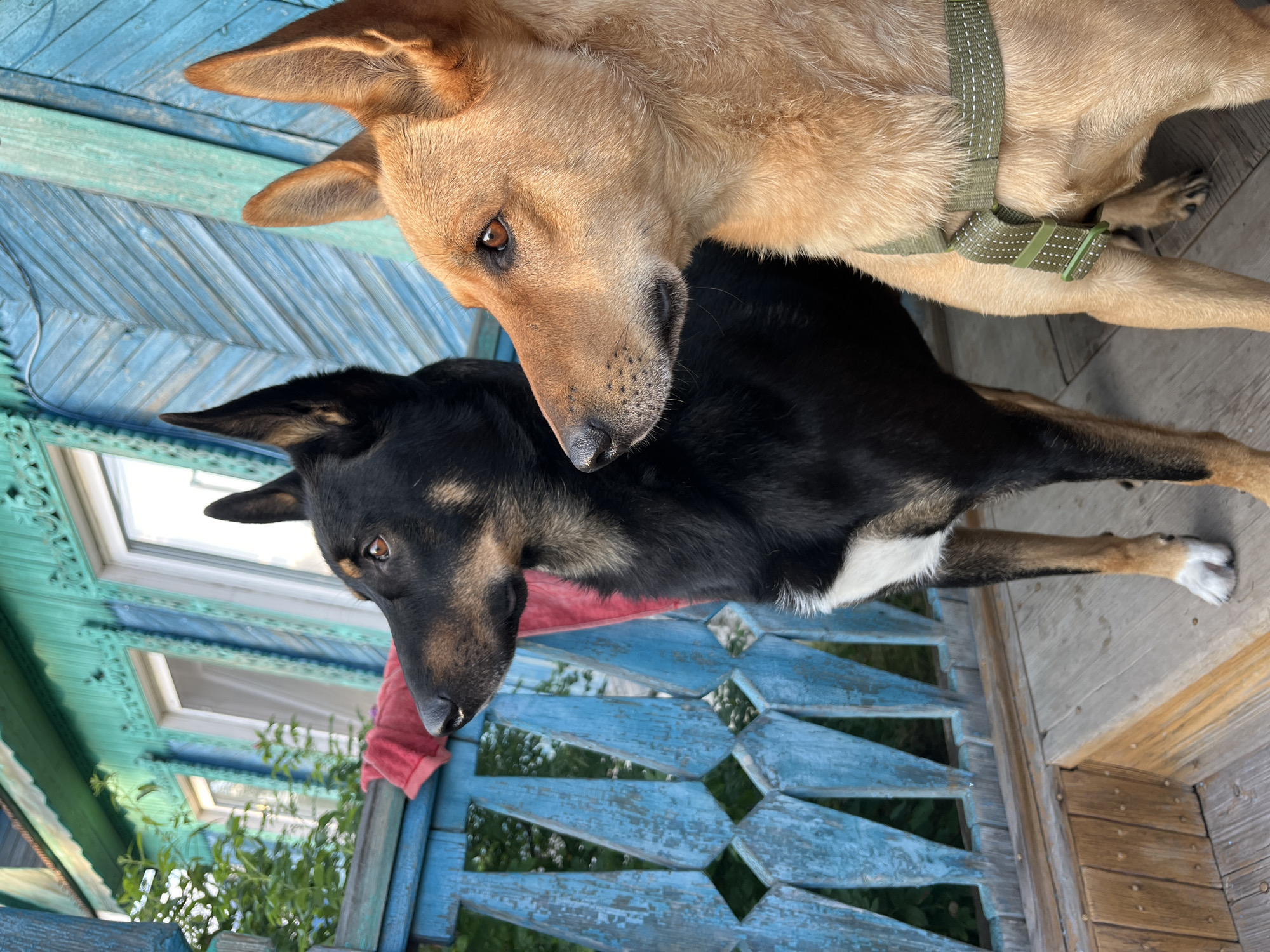 Two dogs, one black and tan and the other tan, stand on a wooden porch next to a blue wooden railing. The black and tan dog is on the left, facing left, with a white patch on its chest. The tan dog is on the right, facing left, wearing a green harness. Behind the dogs is a turquoise-colored wooden house with white-trimmed windows. Green foliage is visible to the left of the dogs. The image appears to be taken in Nizhny Tagil, Russia, a city known for its industrial history and wooden architecture.