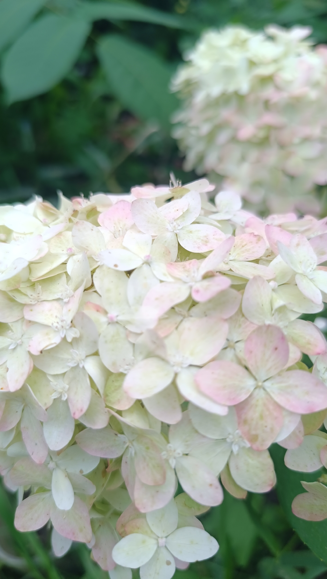 A close-up, eye-level shot focuses on a cluster of white and pale pink hydrangea flowers. The flowers are small and numerous, forming a dense, textured mass. Some petals show delicate veining and subtle color variations, transitioning from white to soft pink. The background is blurred, featuring green foliage and hints of other hydrangea blooms, suggesting an outdoor garden setting. The overall lighting is soft and diffused, highlighting the gentle colors and delicate structure of the flowers. There is no indication of any specific location in the city of Karsha, Russia.