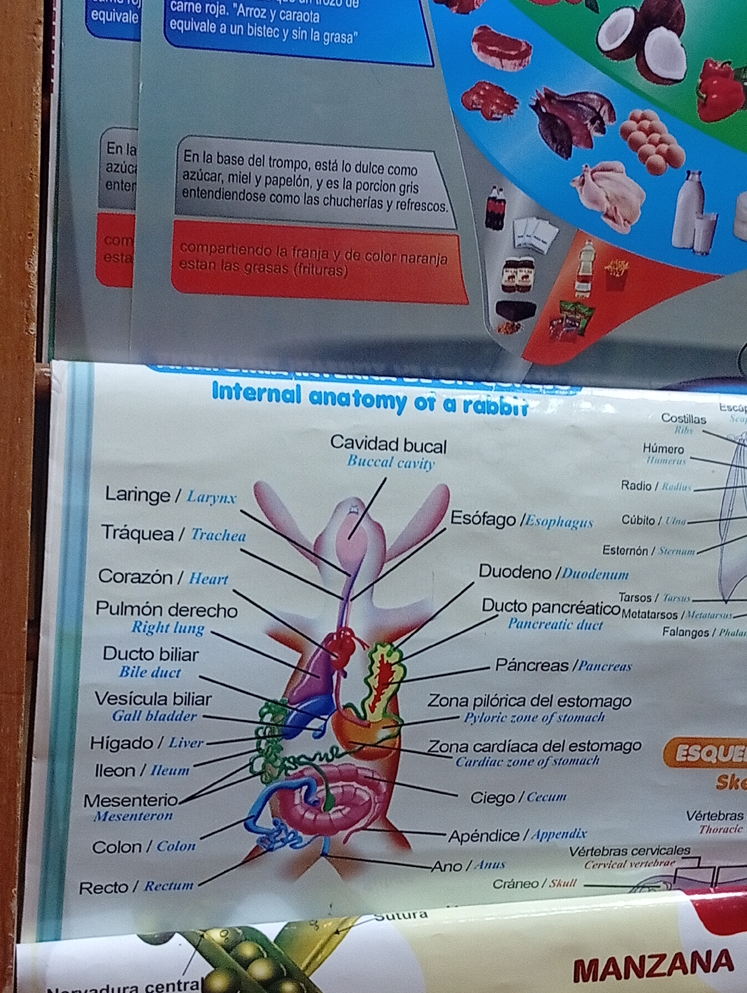 The image is a close-up, slightly angled view of a poster depicting the internal anatomy of a rabbit, with labels in both Spanish and English. The poster is colorful, with illustrations of organs and their corresponding names. The title "Internal anatomy of a rabbit" is visible at the top. Various organs such as the larynx, trachea, heart, lungs, bile duct, liver, and intestines are labeled and illustrated. On the right side, parts of the skeletal system are also shown with labels. Below the anatomical illustration, there are sections with text and images related to food items, including meat, eggs, milk, and what appears to be processed foods. In the bottom right corner of the poster, the word "MANZANA" (Apple) is prominently displayed.
The provided crops show details of the text and illustrations. One crop shows a description in Spanish about something being sweet, made of sugar, honey, and papelón, with no fat. Another crop displays various food items like beef, chicken, eggs, coconuts, and bottled drinks. Another crop focuses on the upper part of the rabbit anatomy and skeletal structure. Other crops highlight specific organs and their labels.
The question asks to include the location of Juan Griego, Venezuela, but there is no information within the image or the provided crops that can establish this location. The image is solely of an educational poster.