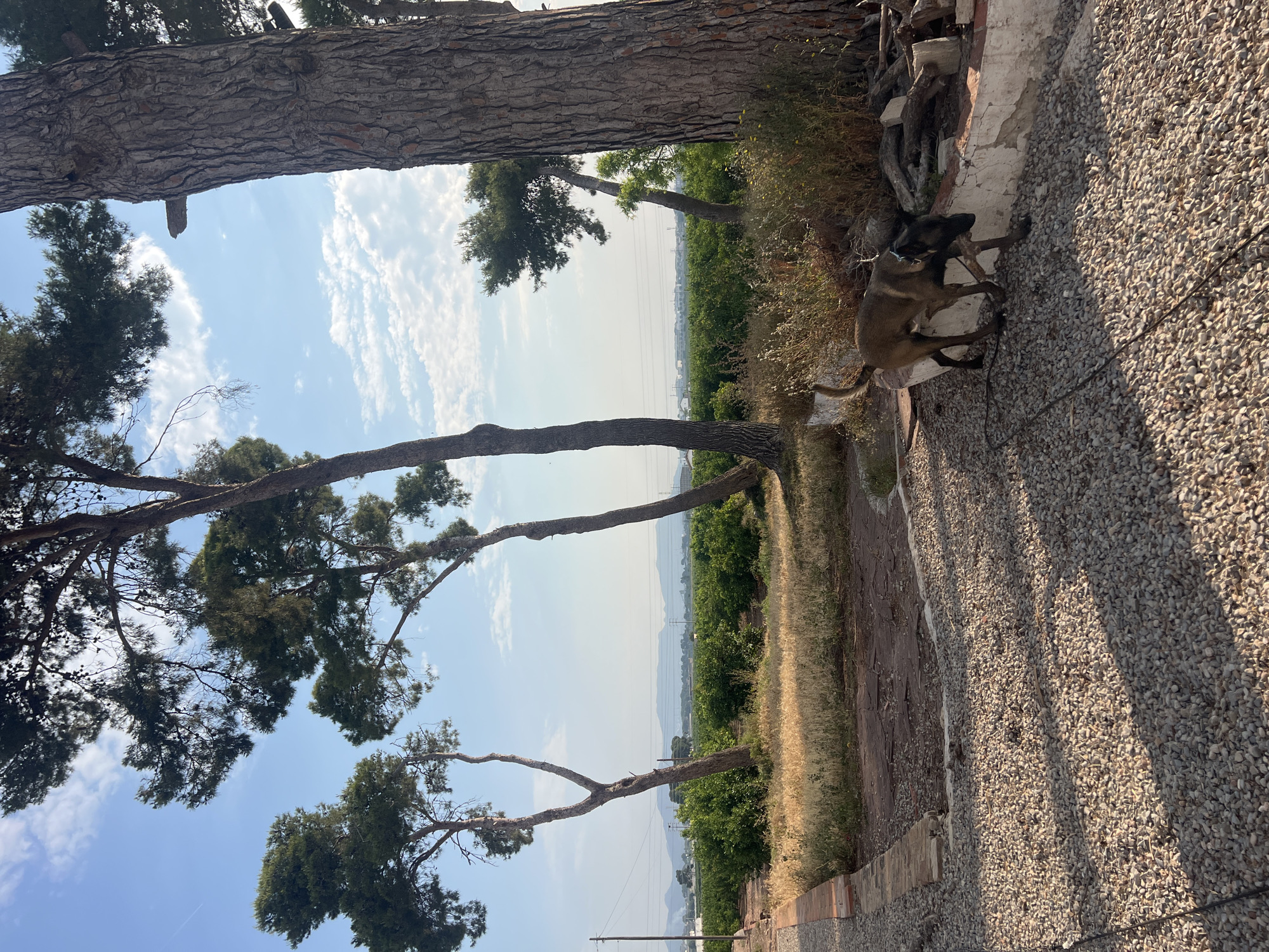 The scene shows an outdoor area with trees and a dog, possibly located in the vicinity of Museros, Spain. The trees, some tall and sparse, frame a distant landscape with fields and possibly a town in the background.
To the right, a brown Belgian Malinois dog sits on a raised concrete area. The ground is covered with small pebbles and dirt. Adjacent to the dog are some pieces of cut wood. The dog is leashed.
The sky is blue with scattered clouds. The lighting suggests it is daytime with some shadows cast by the trees. The composition is partially obscured by the trees in the foreground, partially blocking the sky view. The ground is covered with small stones.