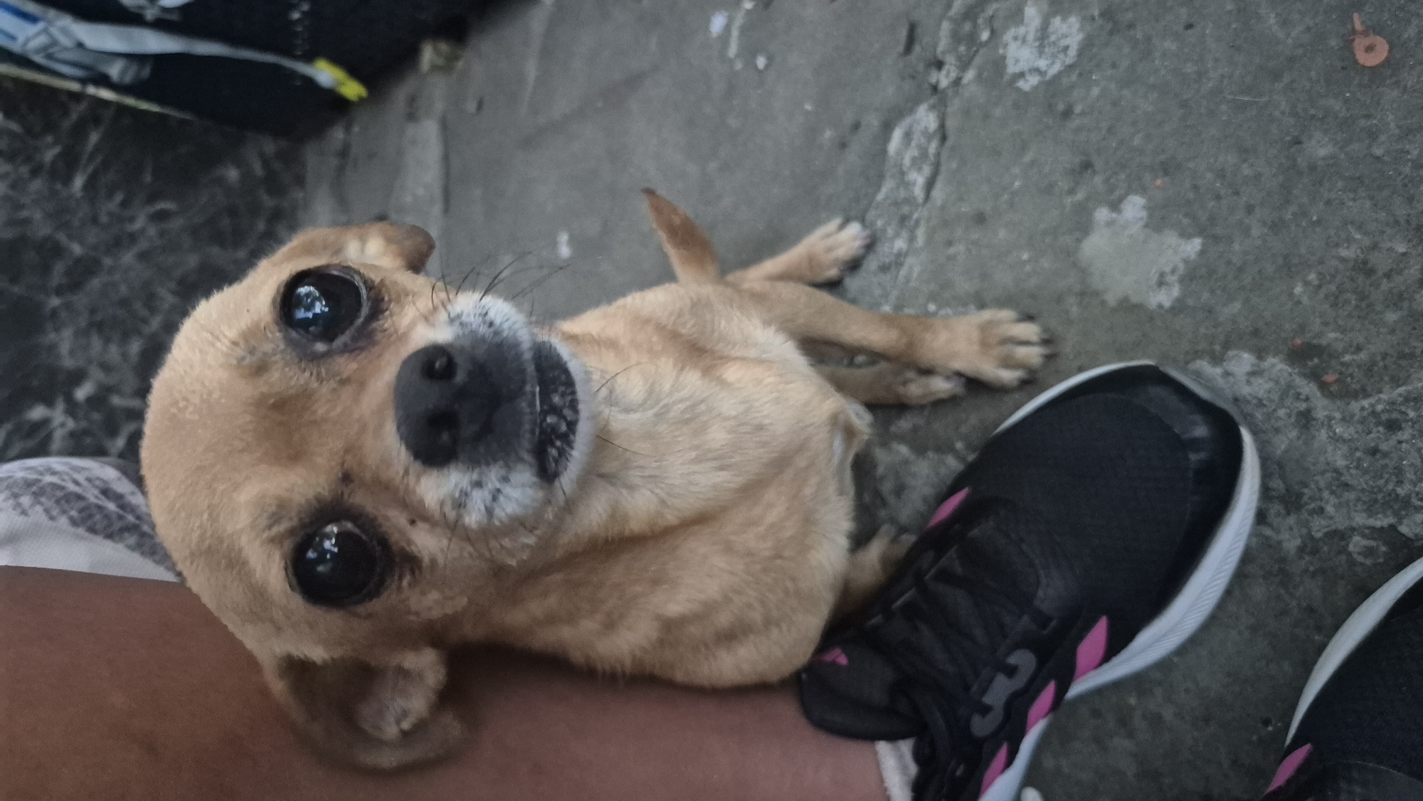 A small tan chihuahua with large, dark eyes is sitting on a concrete surface. The dog is positioned in the lower-middle of the frame, with its body facing forward. To the left of the dog, a black and pink athletic shoe is placed on the ground. The background is out of focus, but appears to be an outdoor setting with hints of dark fabric and possibly foliage. The image does not provide enough information to determine a specific location within the city of Lovech, Bulgaria.
