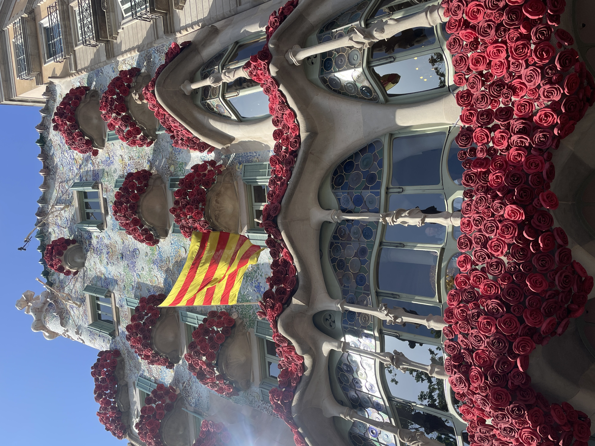 The media file displays an iconic, elaborately decorated building, Casa Batlló, located in Barcelona, Spain, under a clear, bright blue sky. The image is taken from a low angle, looking upwards at the building's facade.
The building's unique Modernista architecture, designed by Antoni Gaudí, features a wavy, organic structure with a vibrant mosaic-tiled surface. Numerous red rose decorations are densely arranged around the distinctive bone-like columns and railings of the balconies, giving the appearance of roses growing over the building's architectural elements. These red roses are particularly prominent around the large, eye-like windows and smaller rectangular windows, creating a striking visual contrast with the building's irregular shapes and colorful facade.
A Catalan flag, with its red and yellow stripes (Senyera), is prominently displayed, hanging from one of the upper windows on the left side of the building. The presence of the flag and the extensive red rose decorations strongly suggest a celebration related to Sant Jordi's Day (Saint George's Day), a significant cultural event in Catalonia where books and roses are exchanged.
The sunlight illuminates the building, casting some shadows and highlighting the textures and vibrant colors of the facade and the roses. Reflections of the sky and surrounding buildings are visible in the windows. No people are visible, and there is no discernible text in the image. The scene captures the building in a festive and distinctive state.