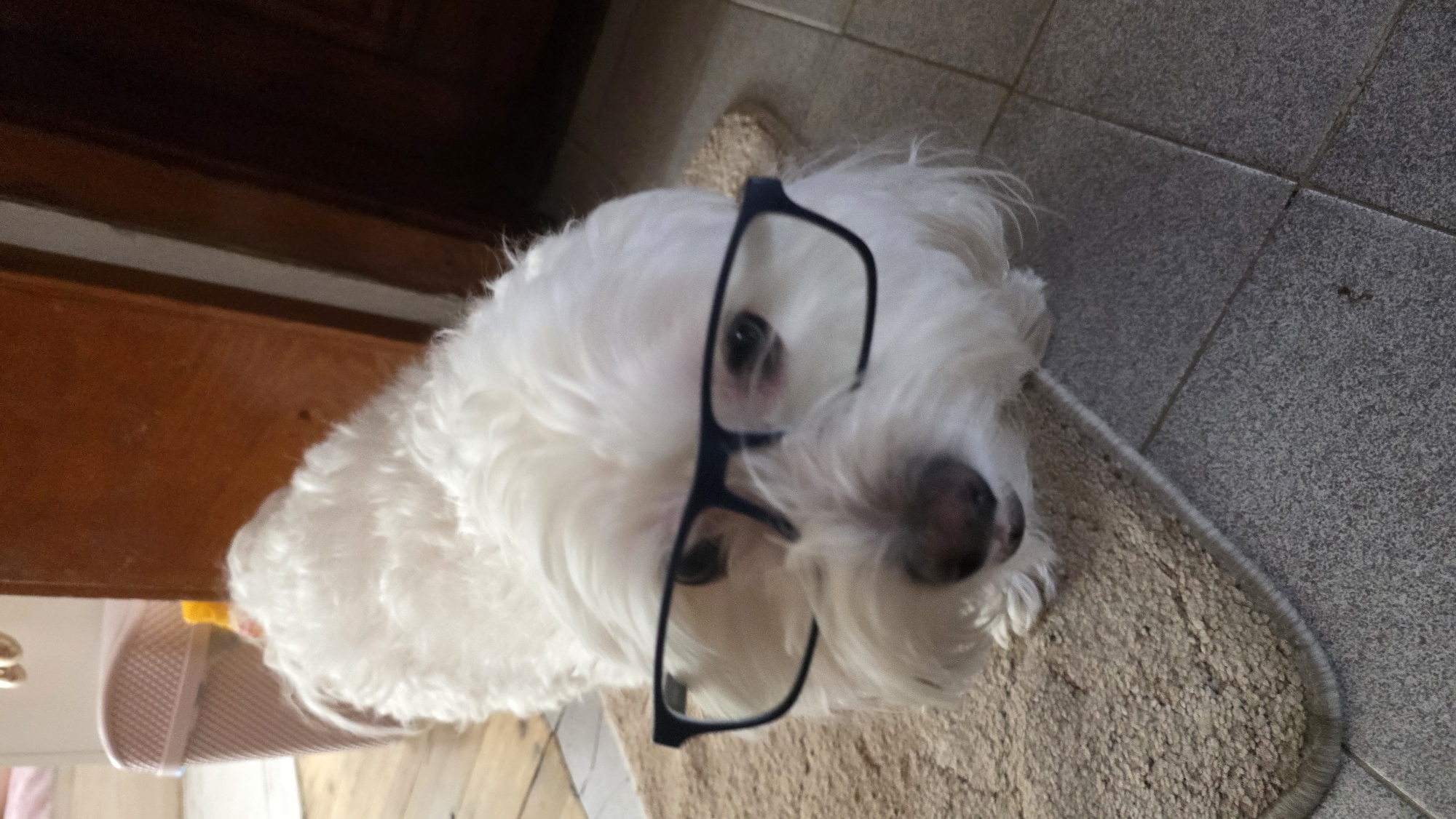 A small, white, fluffy dog, likely a Maltese or similar breed, is captured in an indoor setting. The dog is resting on a textured, light beige mat or rug. It is humorously wearing a pair of dark-framed glasses, which are slightly askew on its face, covering its dark eyes and nose.
The background features a grey tiled floor to the right of the mat, and a warm brown, wooden surface (possibly a door or furniture) along the left side of the frame. A glimpse of a light-colored, possibly plastic, woven basket is visible in the bottom left corner. The lighting suggests it is daytime. The image appears to have been taken with the camera held vertically and then rotated, presenting the dog's head towards the upper right of the frame. There is no visible text in the image. The scene conveys a charming and amusing domestic moment in what is contextually identified as Blagoevgrad, Bulgaria.