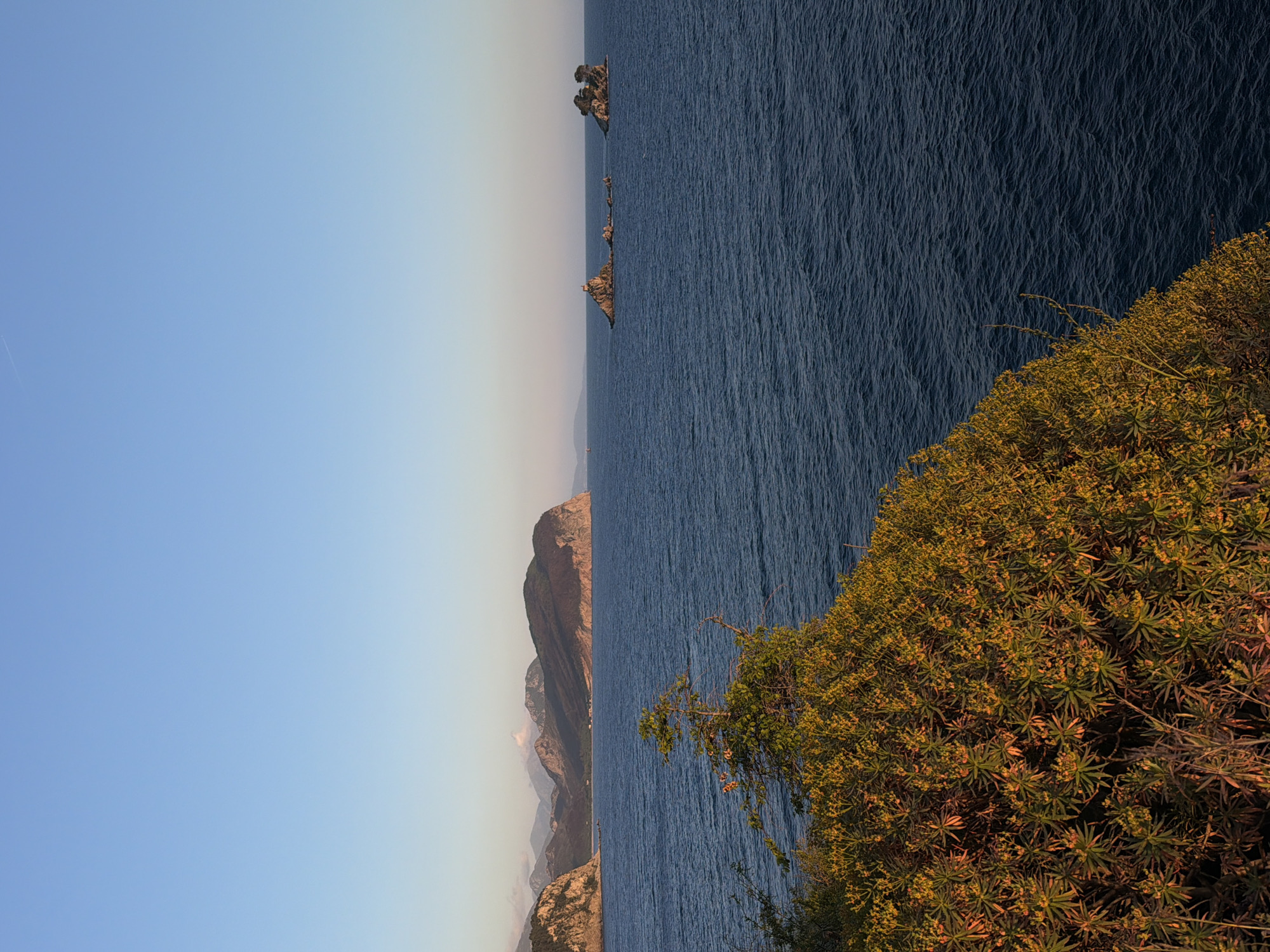The image presents a serene coastal landscape, likely from an elevated viewpoint overlooking the Adriatic Sea in Petrovac na Moru, Montenegro. The scene is broadly divided horizontally into a clear sky, the sea with distant landforms, and lush foreground vegetation.
The upper portion of the frame features a clear, light blue sky, which gradually becomes a paler blue or slightly hazy towards the right horizon. A very faint, thin white line, possibly a distant contrail, is visible in the top left.
Below the sky, the deep blue sea dominates the middle section of the image. Its surface is textured by countless small, parallel ripples and waves, suggesting a calm yet visually dynamic body of water. Along the distant horizon on the left, a series of rugged, brown and grey mountains or cliffs line the coast, receding into the distance. Several rocky islets or sea stacks are dotted within the sea further out from the main landmass.
In the immediate foreground, particularly on the right side, there is a dense cluster of vibrant green and yellowish vegetation. These bushy plants, possibly succulents or coastal shrubs, are bathed in a warm, golden light, highlighting their intricate leaves and small, yellowish buds or flowers. This illumination suggests the time of day is either late afternoon or early morning, providing a soft, glowing ambiance.
There is no discernible activity or event taking place, and no people or visible text are present. The clear weather, calm sea, and golden light contribute to a peaceful and picturesque depiction of the natural coastal environment.