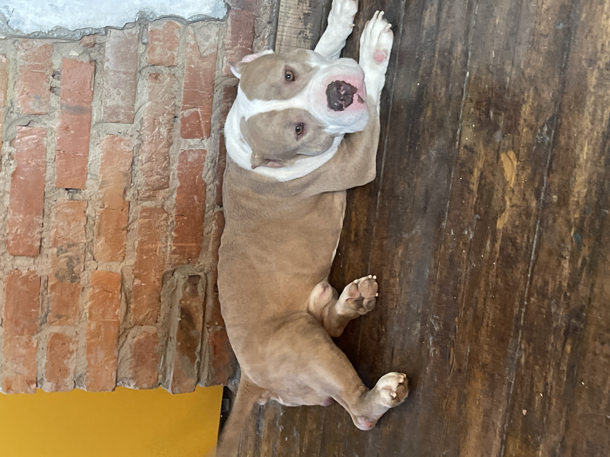 A tan and white pit bull type dog is lying on its back on a wooden floor next to a brick wall. The dog's head is turned to face the camera with its front paws raised. The wall is composed of red bricks and what appears to be a yellow painted surface underneath.