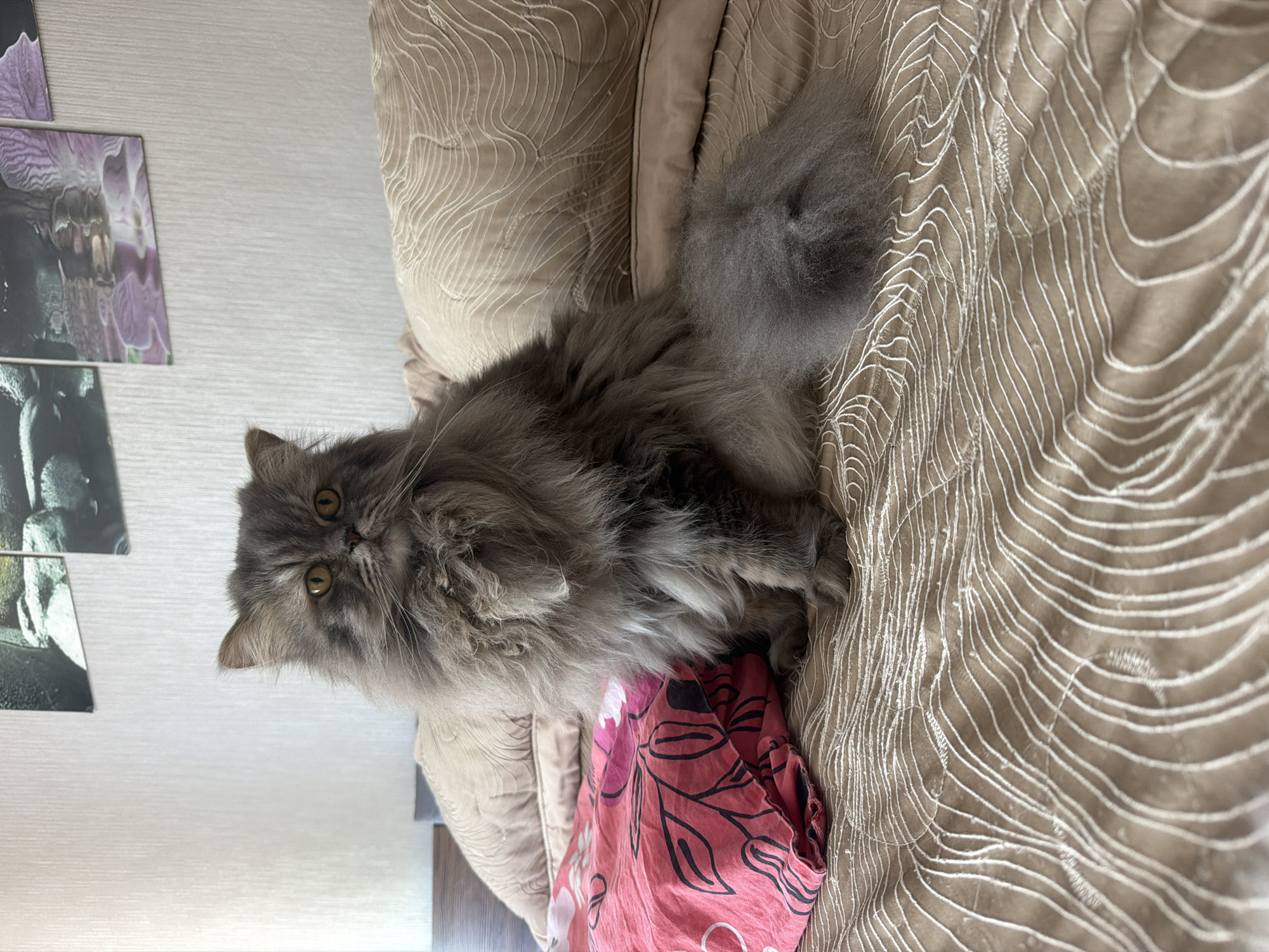 A long-haired gray cat is lying on a patterned beige bedspread. A pink floral scarf is partially visible beneath the cat. The location is an interior setting, likely Varna, Bulgaria, as specified. On the left, a wall with artwork is visible.