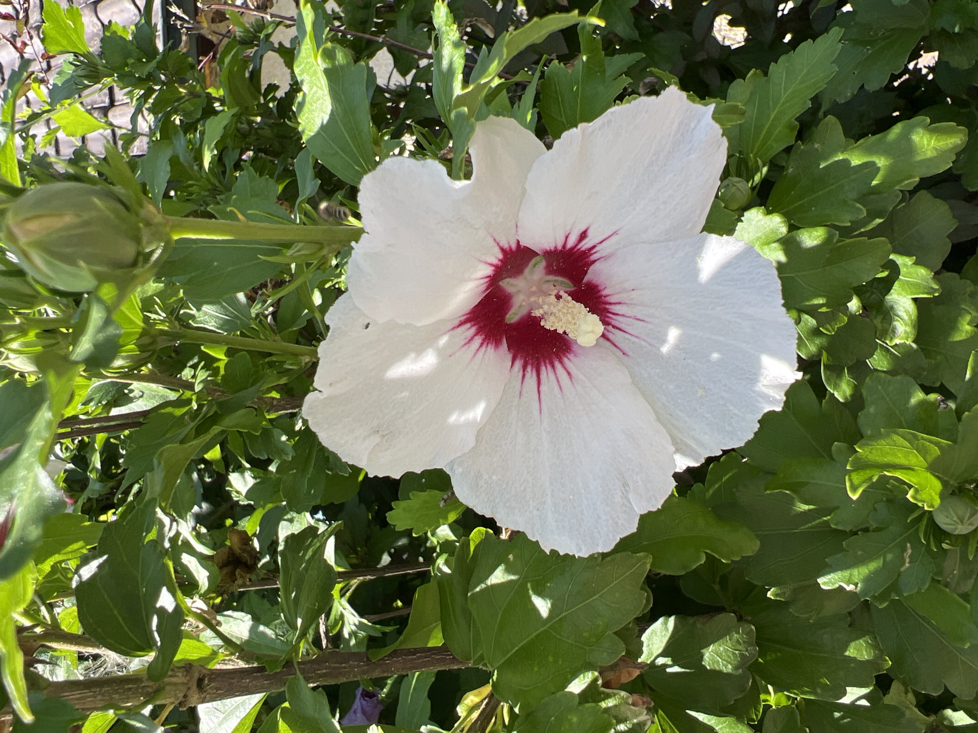 A close-up shot shows a white hibiscus flower with a deep red center. The flower is in focus and takes up a significant portion of the frame. The petals are delicate and slightly ruffled, with visible veins. The stamen and pistil are a pale yellow and cream color. The background is filled with lush green leaves of the hibiscus plant, with some dappled sunlight filtering through. In the upper right portion of the image, a green hibiscus bud is visible. In the distance, a portion of a tiled roof is also visible, suggesting an outdoor setting. The image was taken in Moosburg, Germany.