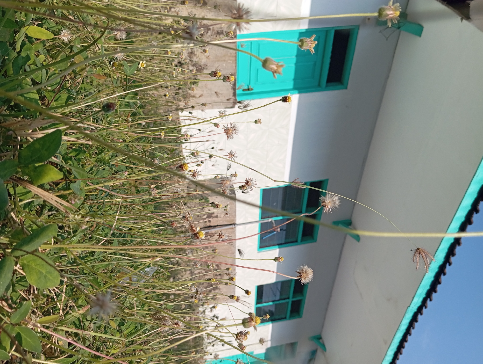 A low-angle, close-up shot captures a field of wild grass and small flowers in bloom, with a building visible in the background. The building has a white exterior, a light blue trim along the roofline, and teal-colored window frames and a door. The sky above is clear and blue. The scene appears to be in Pandaan, Indonesia, on a sunny day.