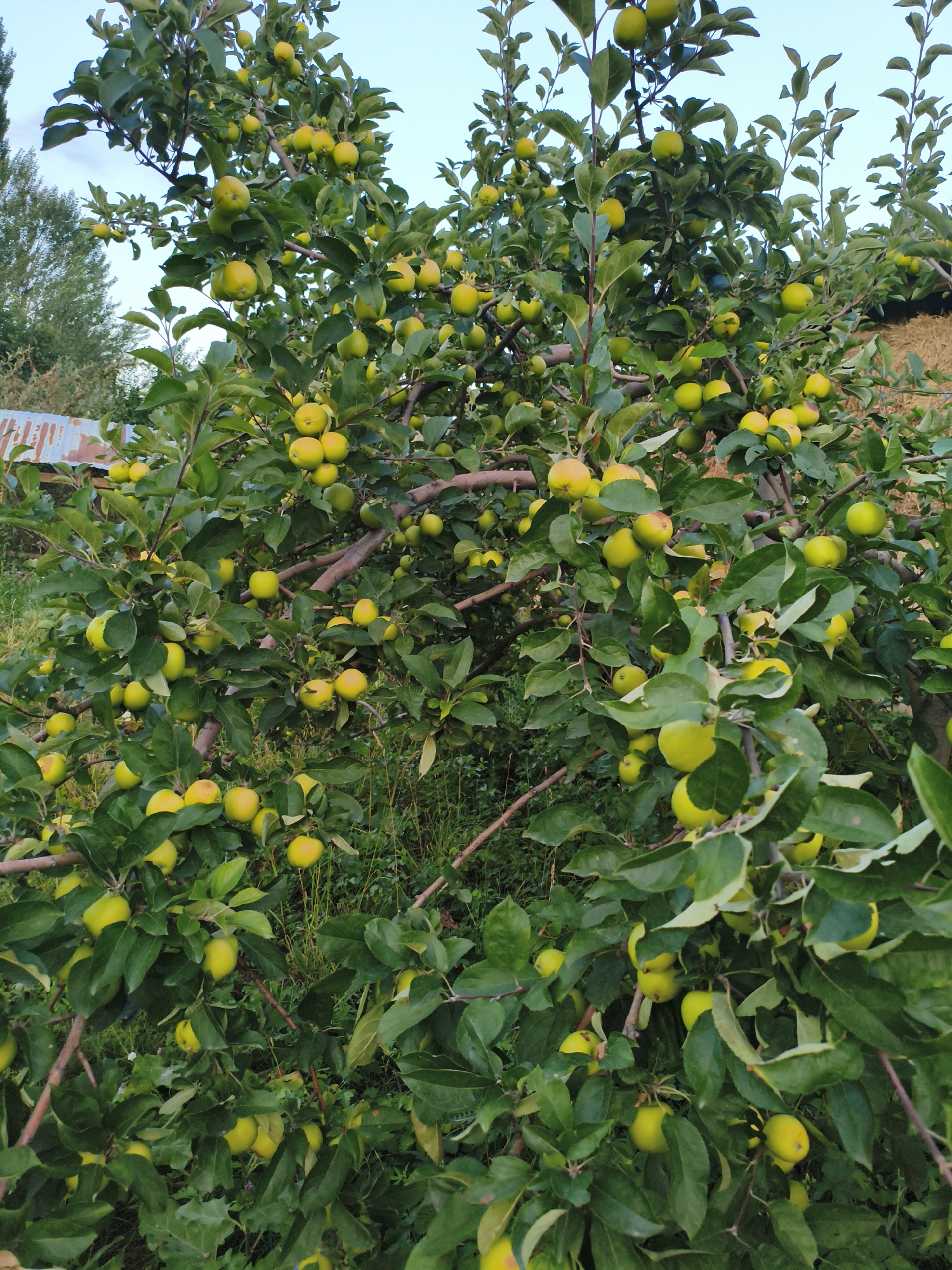 An apple tree with ripe, yellow-green apples is shown in Ak-Tektir, Kyrgyzstan. The tree is laden with fruit, with apples visible in clusters and individually throughout the branches. The leaves are a vibrant green, and the sky above is a clear, pale blue. The lower part of the image shows the ground covered in grass and other low-lying vegetation. In the background, to the left, there is a glimpse of a rusty corrugated metal structure, possibly part of a shed or fence. To the right, a thatched or hay-covered structure is partially visible, suggesting a rural setting.
