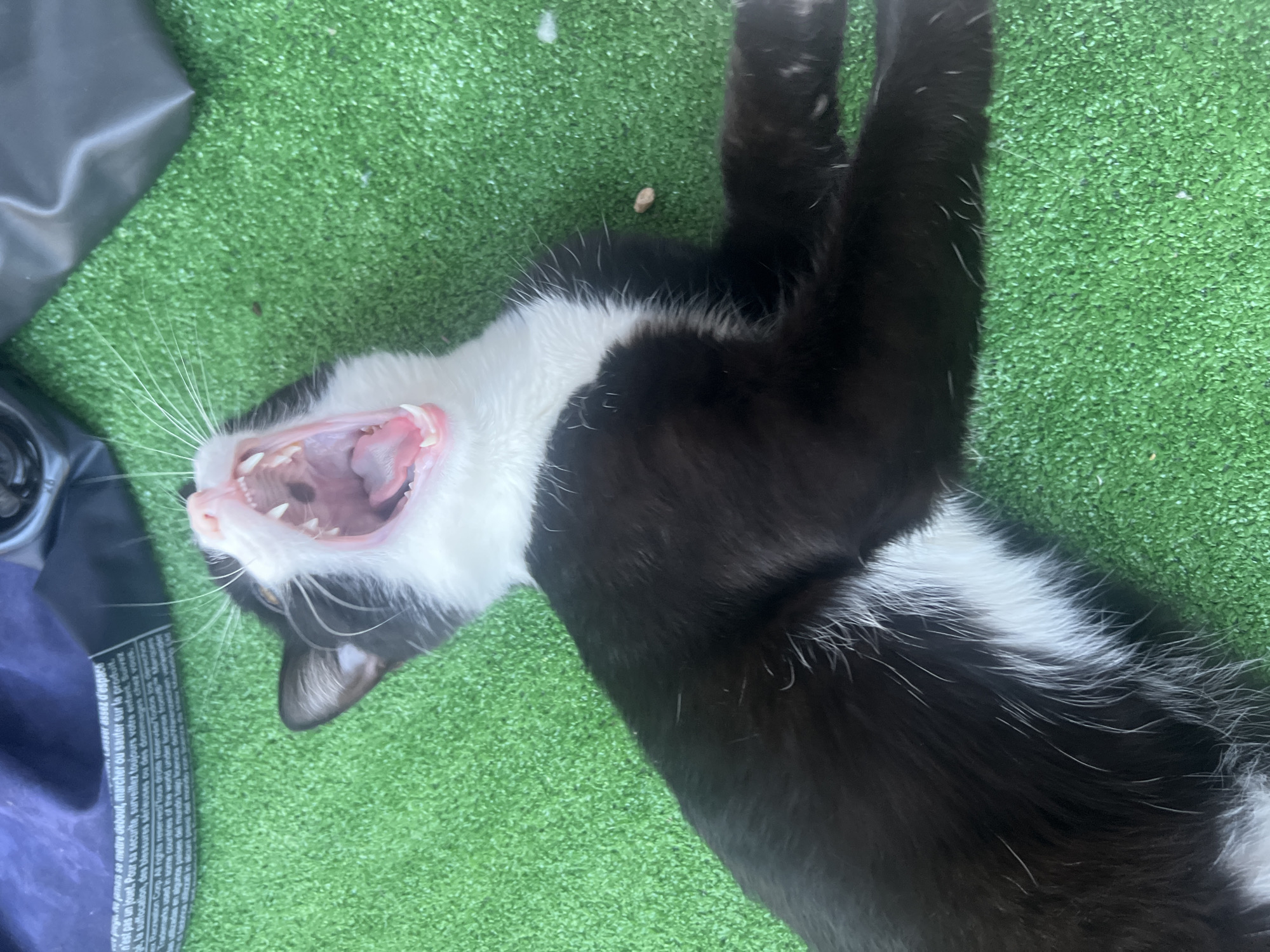 A black and white tuxedo cat is captured mid-yawn, lying on its back on bright green artificial turf. The cat's mouth is wide open, revealing its pink tongue, gums, and sharp teeth. Its fur is predominantly black, with a distinctive white chest, belly, and paws, complemented by long white whiskers. The cat's body is stretched across the frame, conveying a relaxed posture.
The setting appears to be an outdoor area, such as a balcony or patio, covered in synthetic grass, illuminated by natural light, suggesting it is daytime. To the left side of the cat, a dark, possibly black, bag or object is partially visible.
Text extracted from a label on the dark object includes multilingual warnings and legal information. French phrases are visible, such as "nepamars se mettre debout, marcher ou sauter sur le produit" (don't forget to stand up, walk or jump on the product), "Laser assez d'espace" (Laser enough space), "n'est pas un jouet" (is not a toy), and "Pour sa securite, surveillez toujours votre enfant, Suivez la suffocation, des blessures sérieuses ou des dommages chez YOUS" (For their safety, always supervise your child, Follow suffocation, serious injuries or damage to YOU). English text reads "Trademarks used in some courtres of the word under lose from Mar Pcnabon Corp. All rights reserved." Further fragmented text includes "Поль Grits réservés/Todos los derecKA," a mix that seems to include Russian, French, and Spanish elements related to rights or product details.
The cat's wide yawn suggests a moment of comfort and relaxation within this setting in Saint Petersburg, Russia.