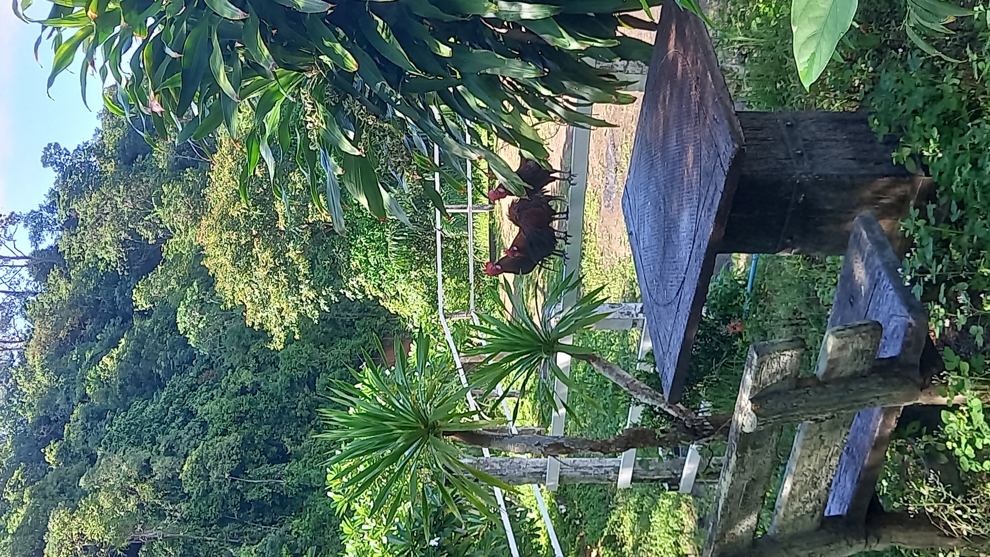 Three chickens stand on a weathered white fence in Ban Tak Daet, Thailand. The environment is lush with green vegetation, including trees and leafy plants. A wooden bench and table are positioned nearby.