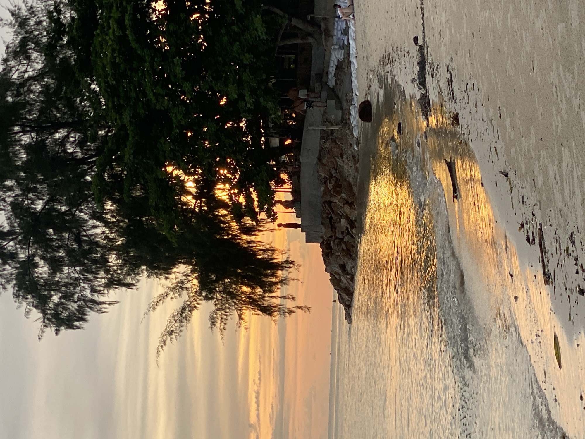 The image depicts a serene beach scene at sunset on Koh Phangan, Thailand. The sun is low on the horizon, casting a warm golden glow across the water and reflecting off the gentle waves lapping at the sandy shore. In the foreground, the beach is littered with debris, including driftwood and dried leaves. The water is calm with a slight ripple.
Further inland, a rocky embankment lines the edge of the beach. On top of this embankment, several figures are visible. One individual stands silhouetted against the sunset, looking out at the sea. A group of people are gathered near a shaded area under the canopy of a large tree, with some sitting and others standing.
The tree itself is a prominent feature, its dark green foliage contrasting with the warm hues of the sky. The setting sun is partially obscured by the tree's branches, creating a dappled light effect. In the background, the sky is a gradient of soft oranges and yellows, with faint clouds. The overall atmosphere is peaceful and tranquil, suggesting the end of a day on a tropical island.