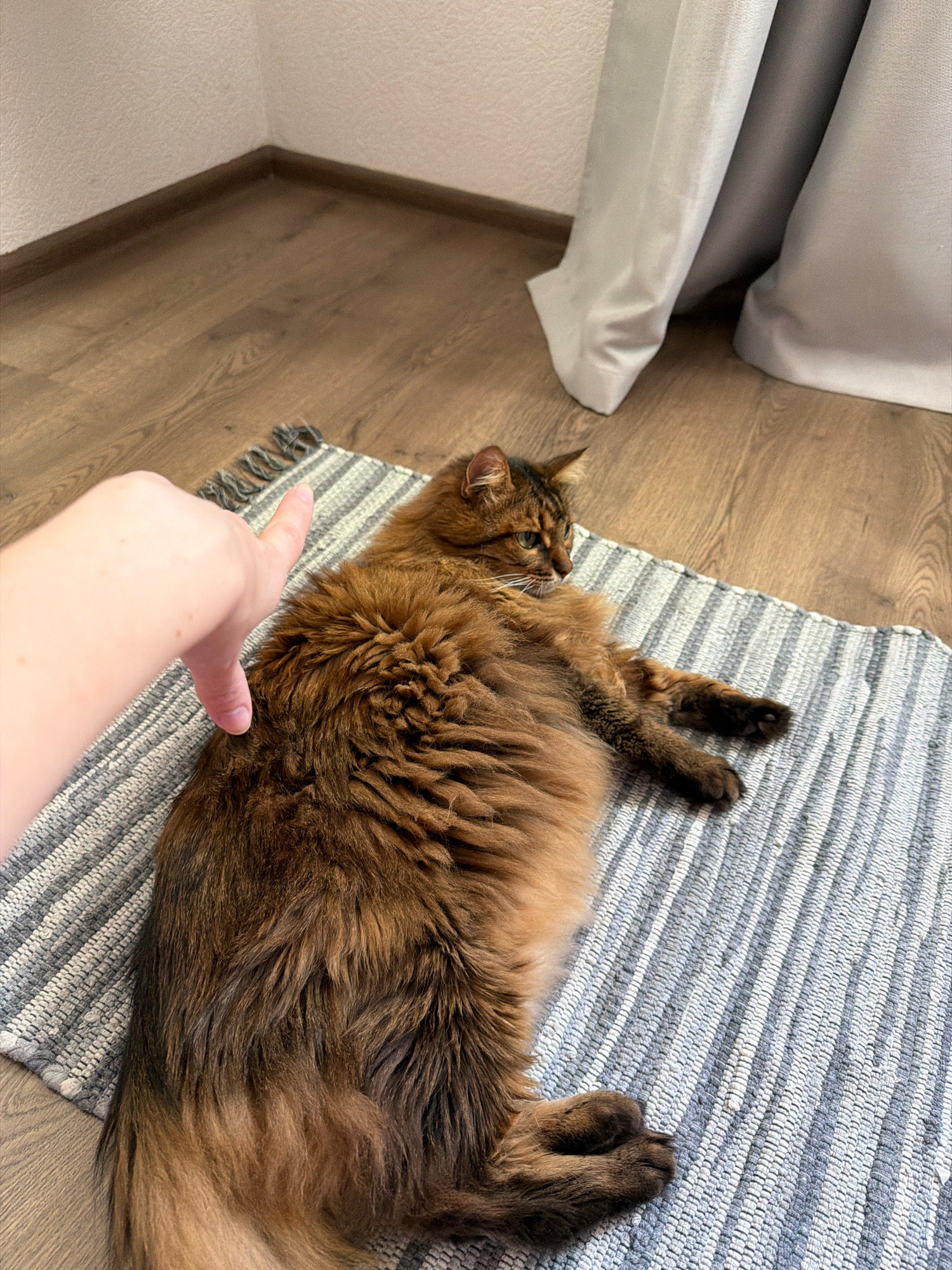 A long-haired, reddish-brown cat is lying on its side on a striped rug. A person's hand is visible in the lower left corner, with a finger pointing towards the cat's back. The cat is looking to the right. The scene appears to be indoors, with a wooden floor and a wall with a baseboard visible. Gray curtains are in the background. The location in Kyiv, Ukraine, is not determinable from the image.